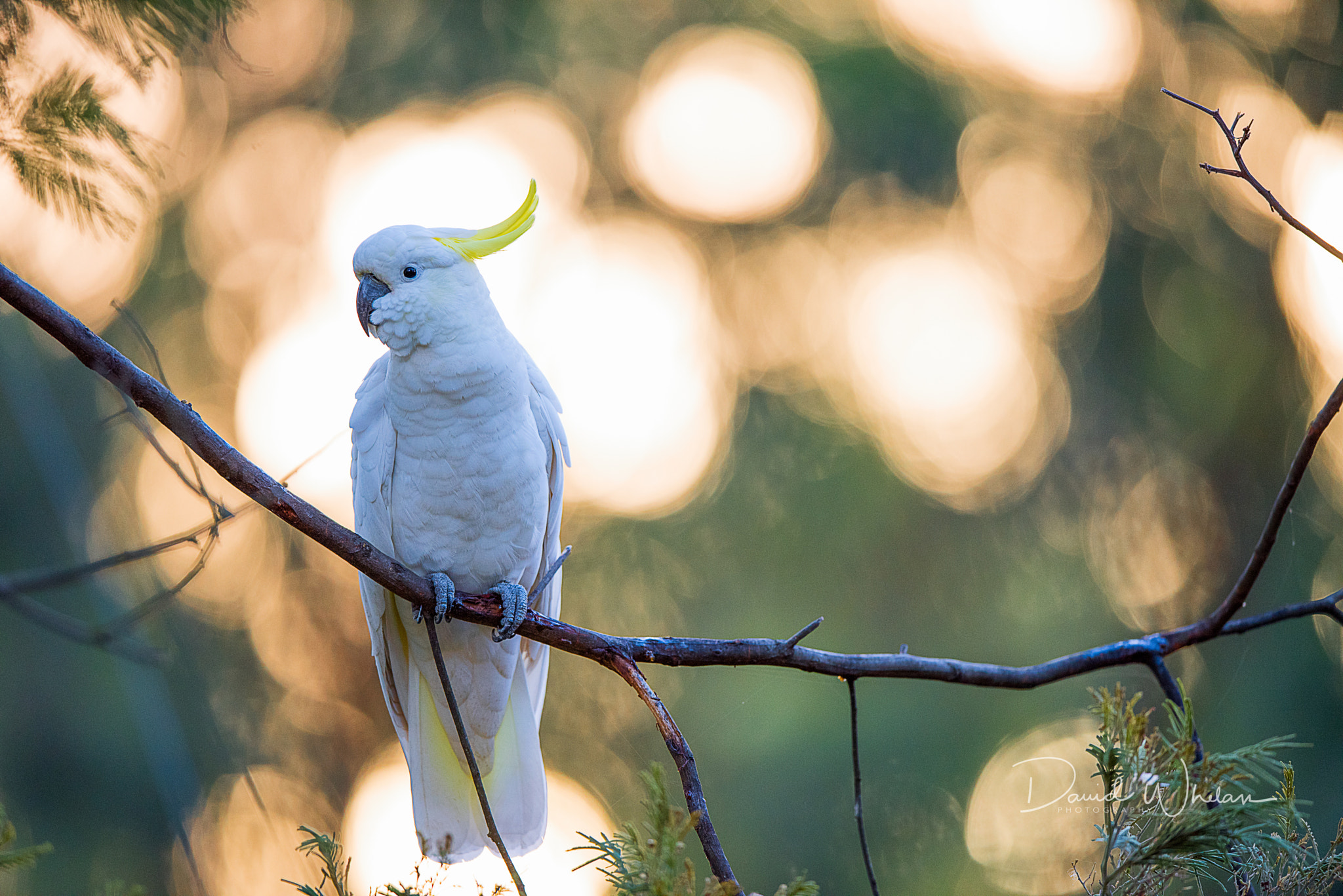 Nikon D810 + Nikon AF-S Nikkor 400mm F2.8E FL ED VR sample photo. Sulphur-crested cockatoo photography