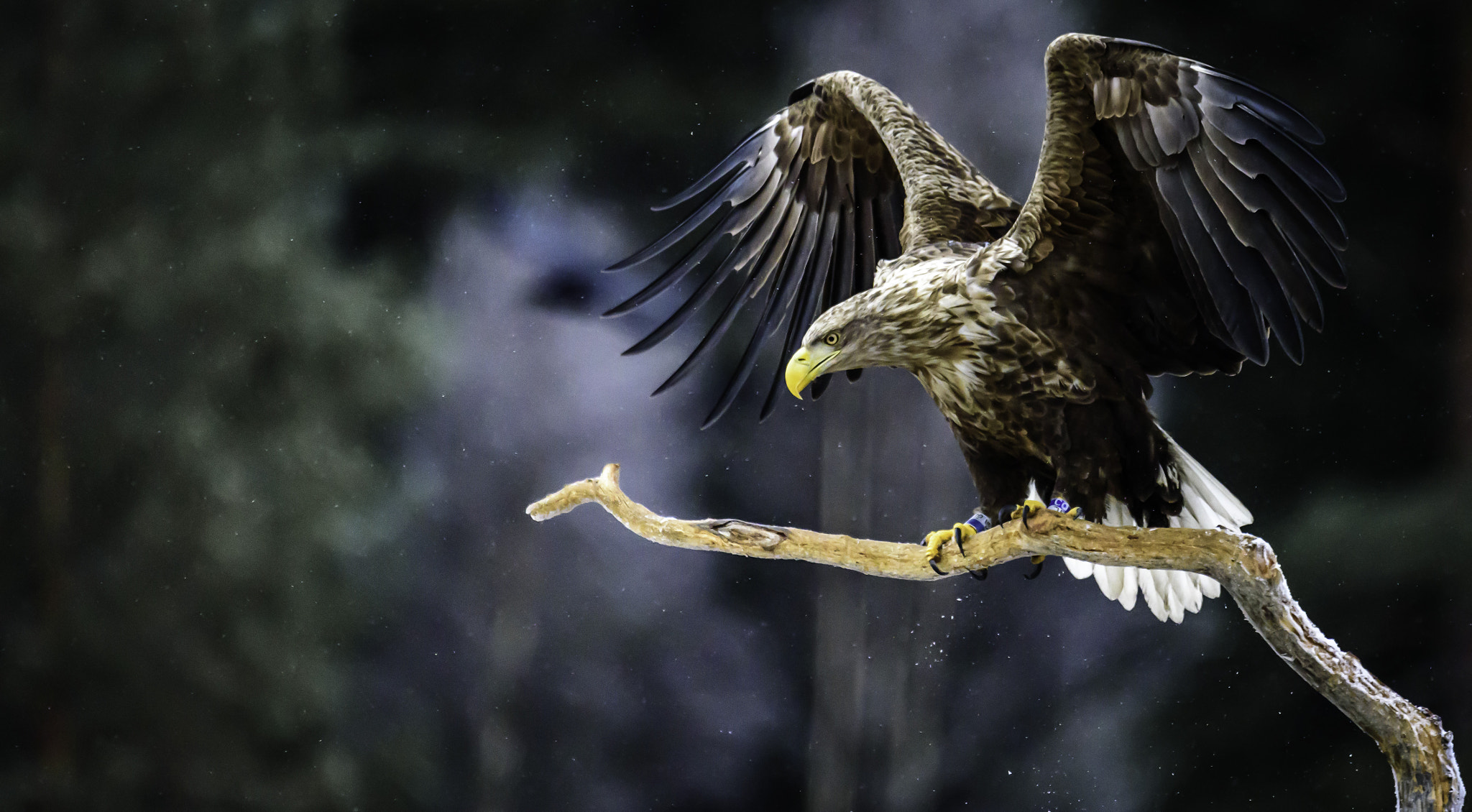 Nikon D750 + Sigma 50mm F2.8 EX DG Macro sample photo. Sea eagle photography