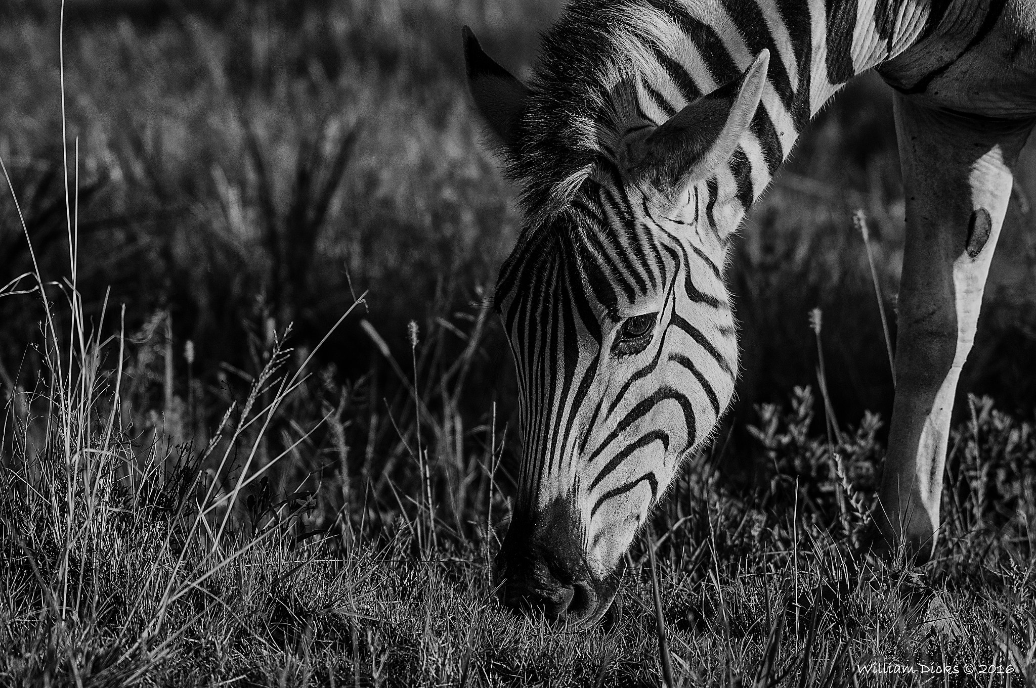 Sigma 150-500mm F5-6.3 DG OS HSM sample photo. Zebra photography