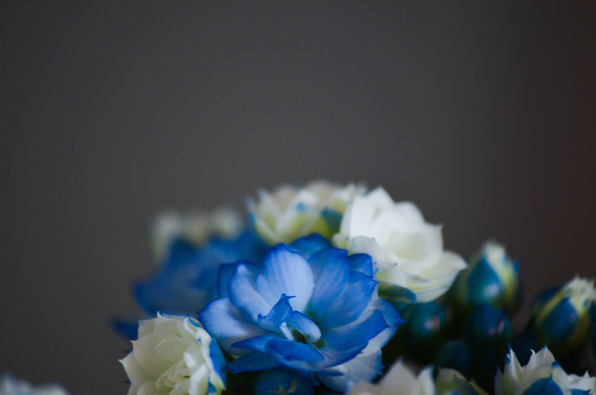 Sigma 70-300mm F4-5.6 APO DG Macro sample photo. Blue photography