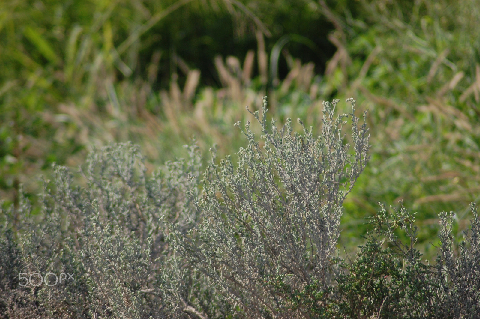 Nikon AF Nikkor 70-300mm F4-5.6G sample photo. Other side of grass is green! always... photography