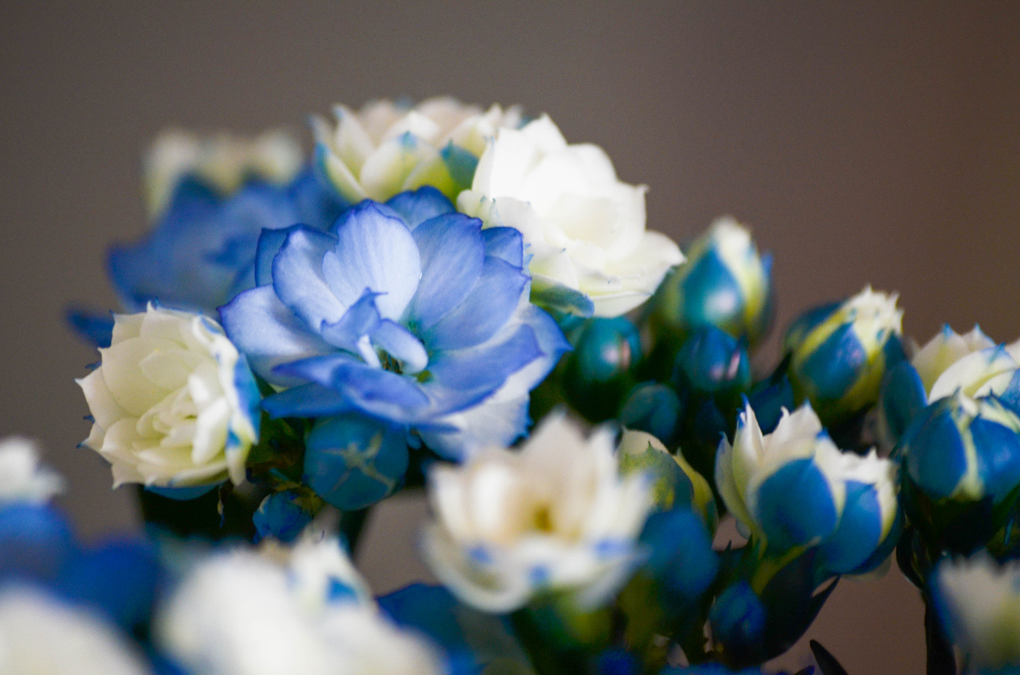 Sigma 70-300mm F4-5.6 APO DG Macro sample photo. Blue photography