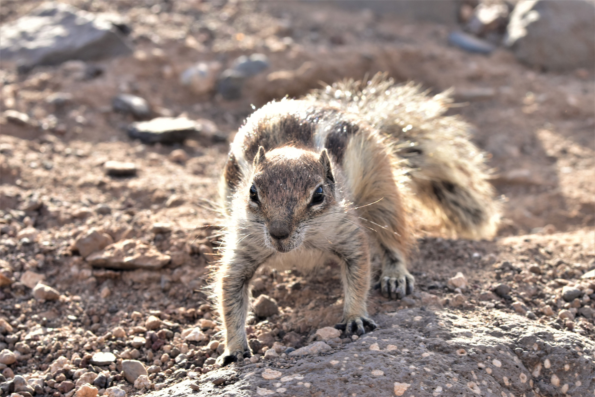 Sigma 105mm F2.8 EX DG OS HSM sample photo. I am the boss! photography