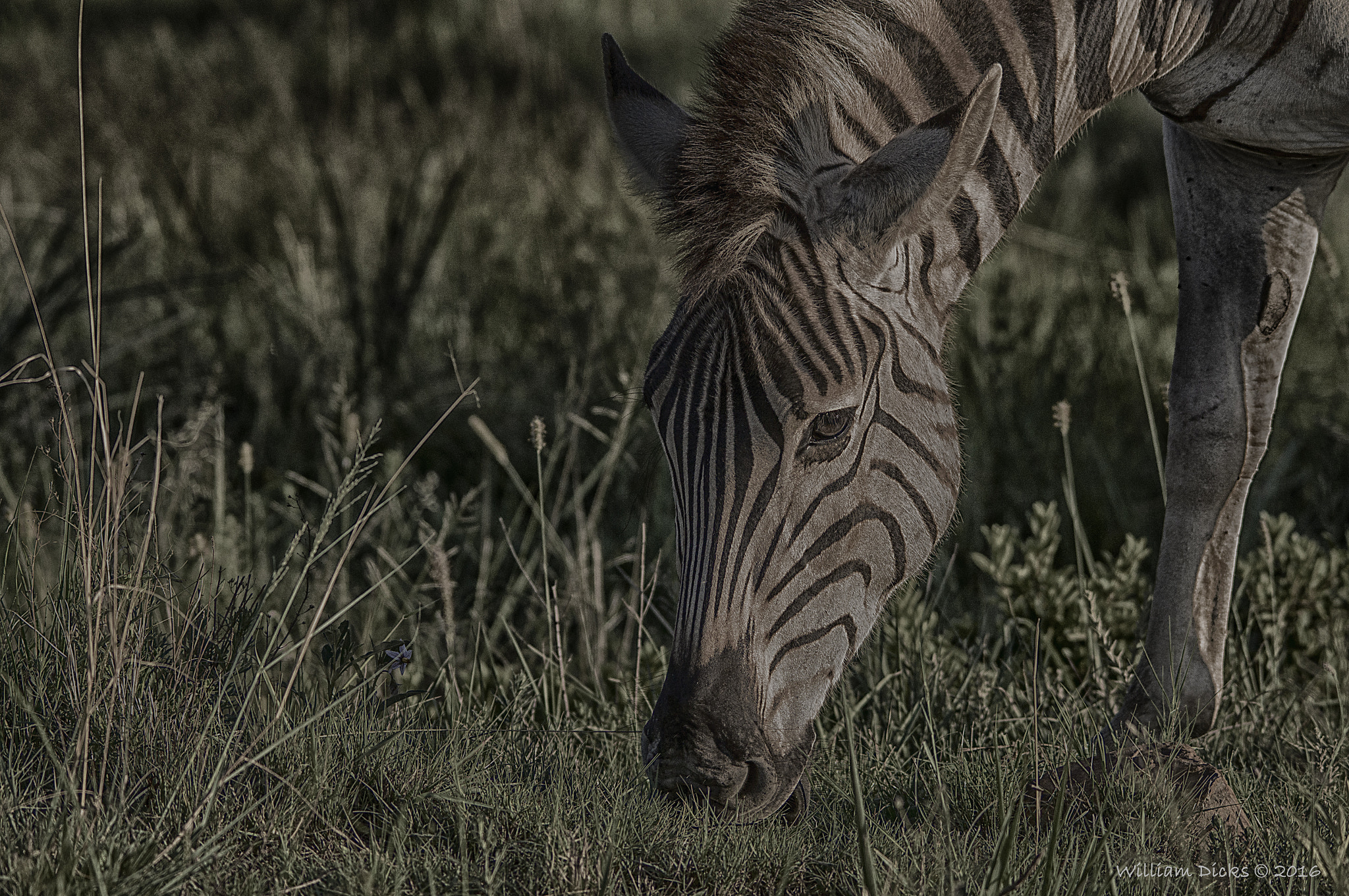 Sigma 150-500mm F5-6.3 DG OS HSM sample photo. Zebra photography