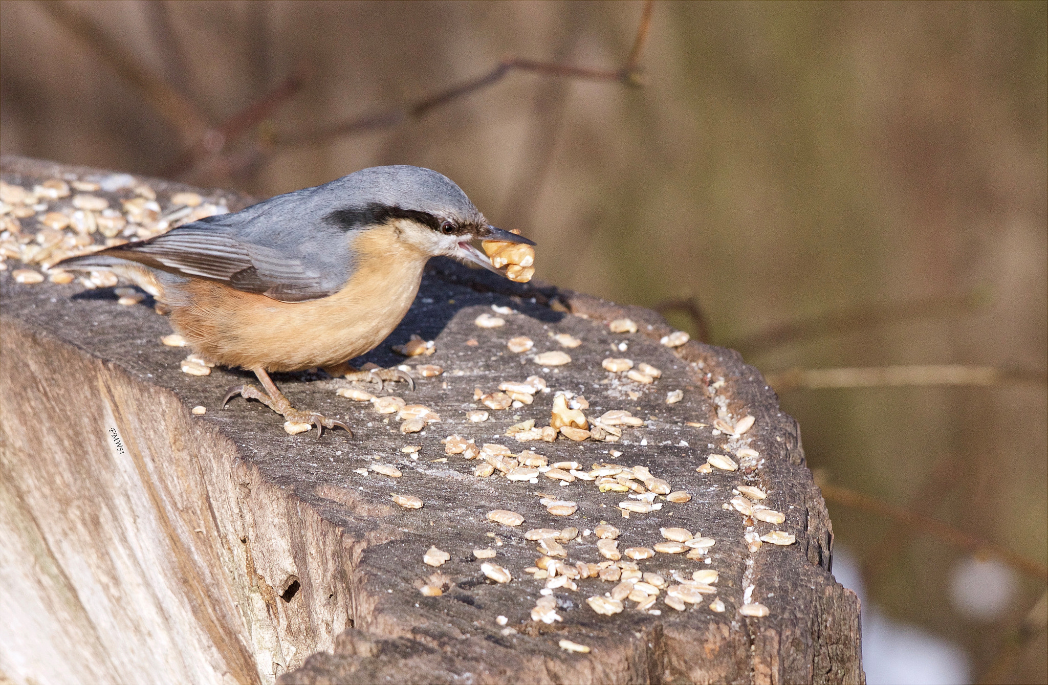 Sony SLT-A55 (SLT-A55V) + Sony 70-400mm F4-5.6 G SSM sample photo. Kleiber günther (47) photography