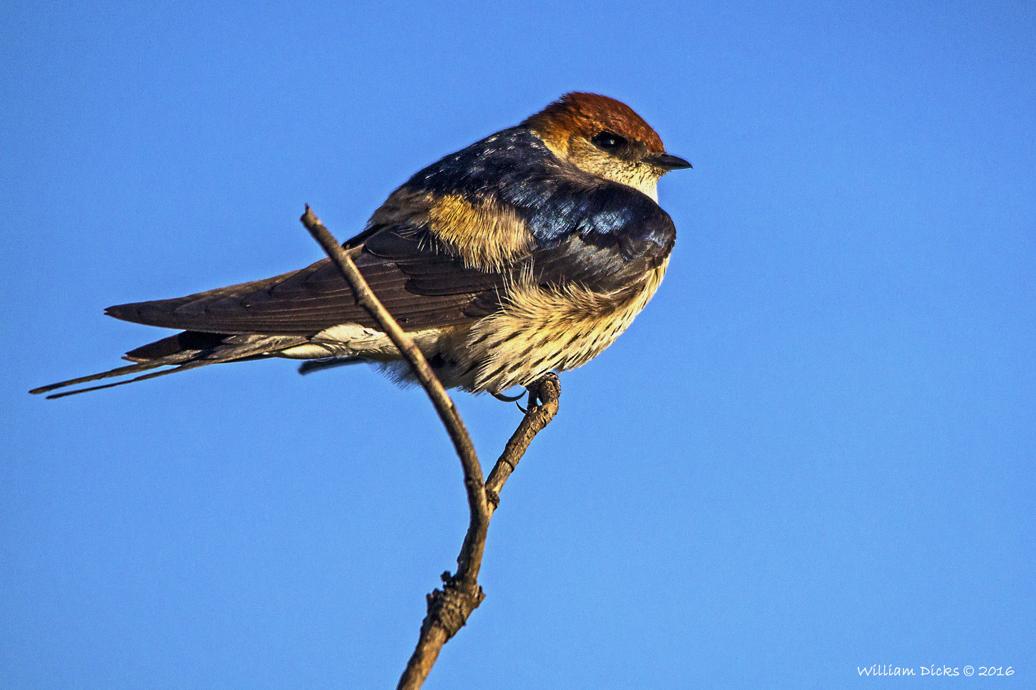 Sigma 150-500mm F5-6.3 DG OS HSM sample photo. Greater striped swallow photography