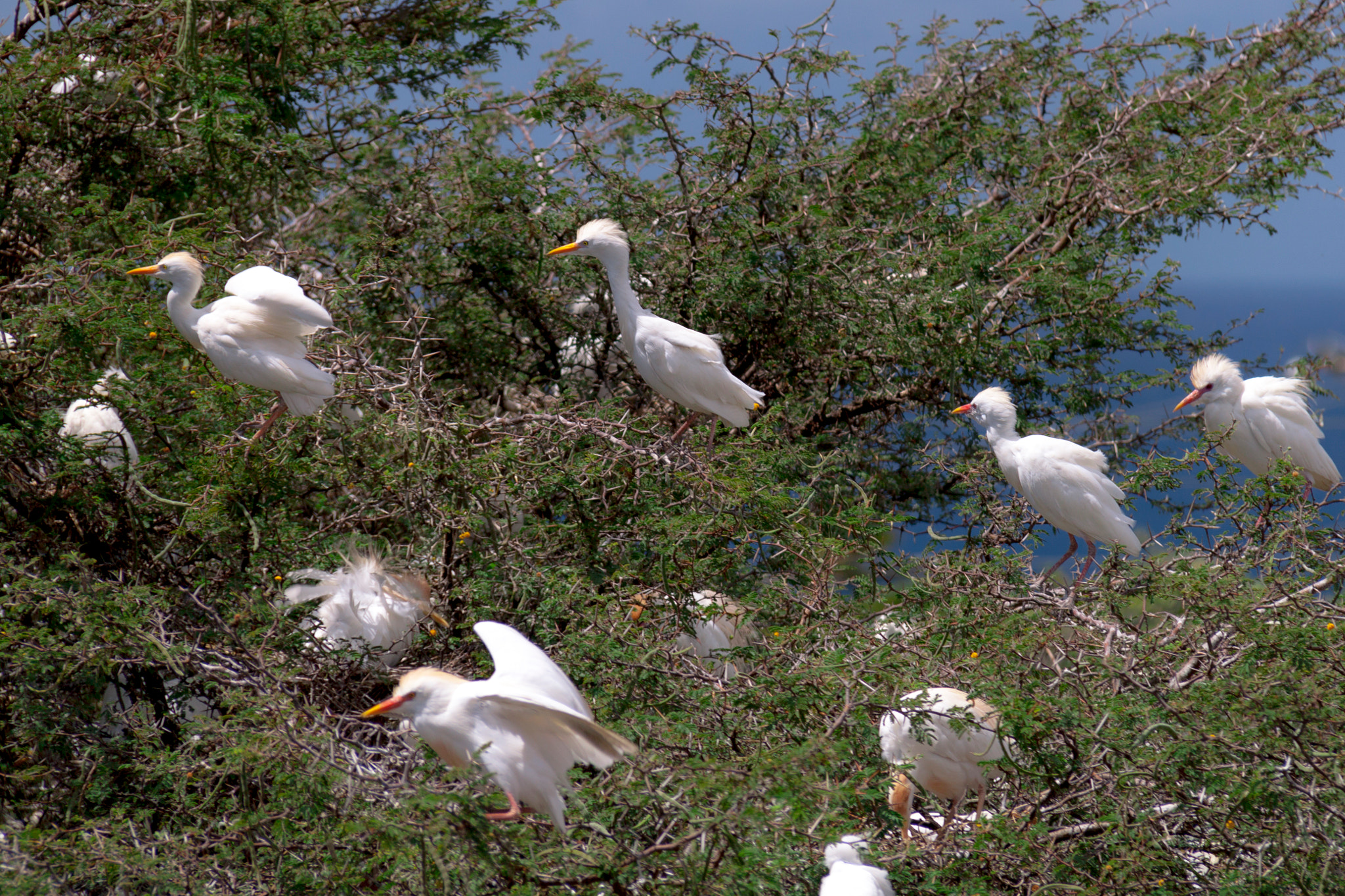 Canon EF-S 18-200mm F3.5-5.6 IS sample photo. Egret tree photography