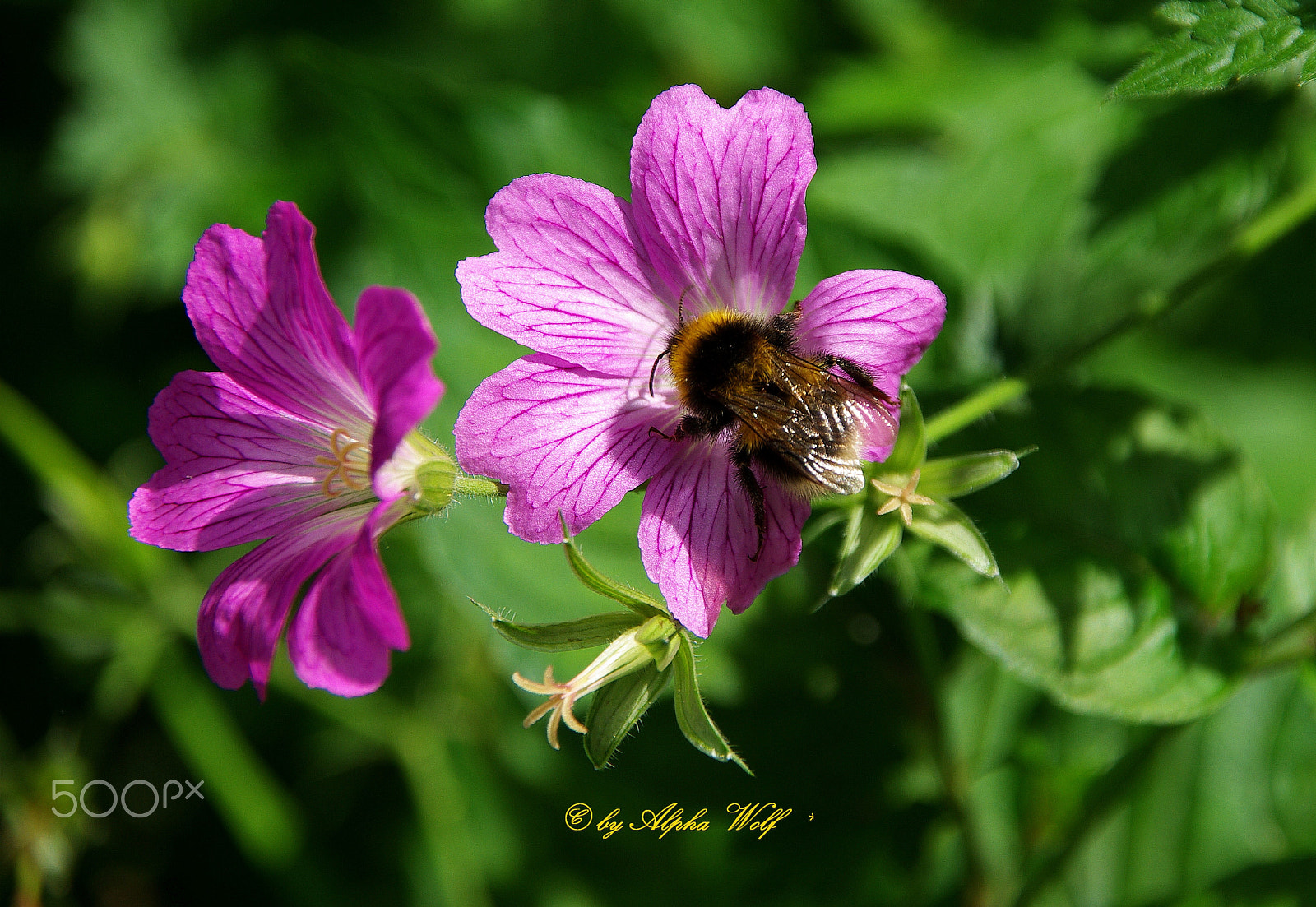 Pentax K10D sample photo. Bumblebee photography