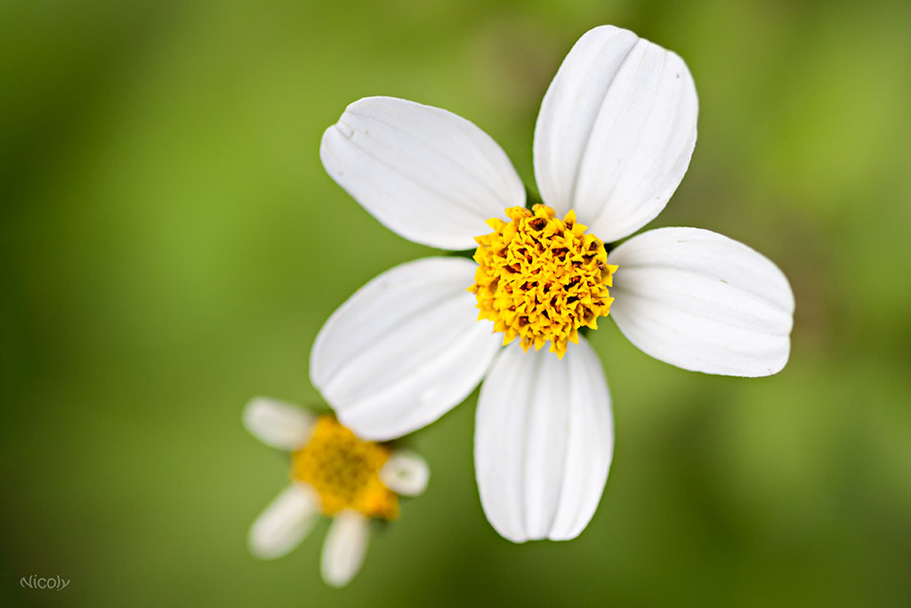 Canon EF 100mm F2.8 Macro USM sample photo. Older sister photography