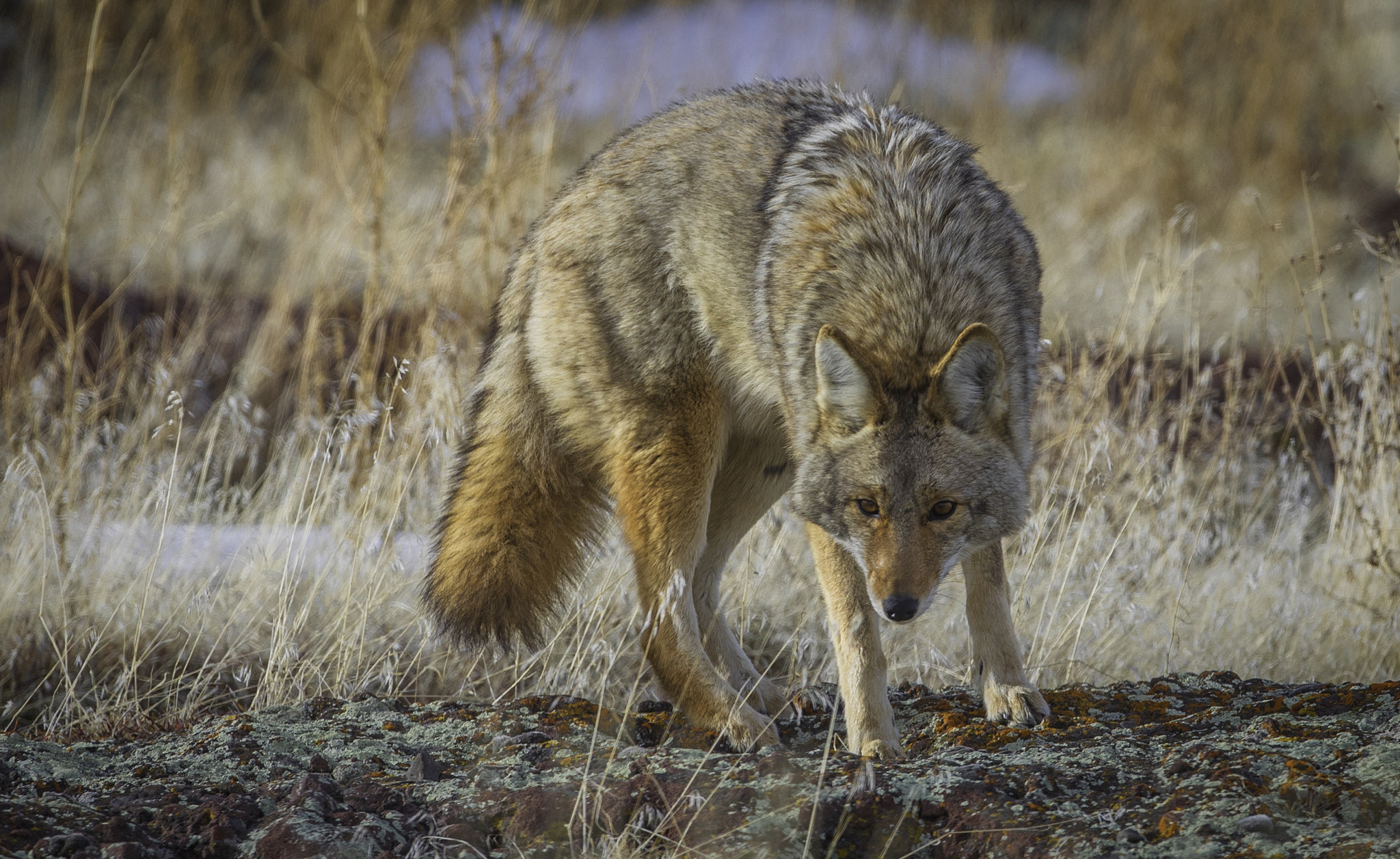Canon EOS 5D Mark IV + Canon EF 400mm F2.8L IS USM sample photo. Tule lake coyote photography