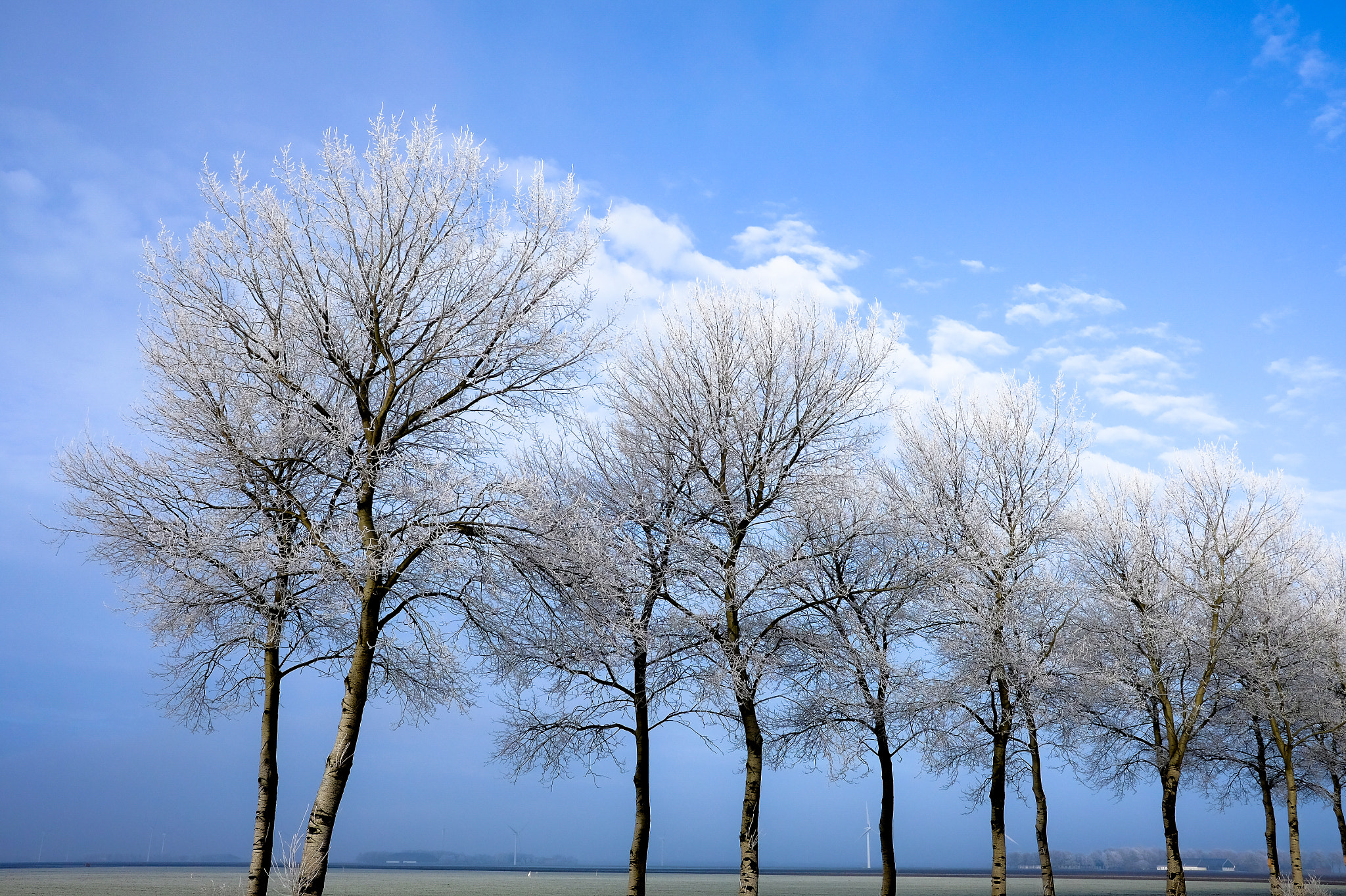 Fujifilm X-T1 + Fujifilm XF 23mm F2 R WR sample photo. Flevoland trees and clouds photography