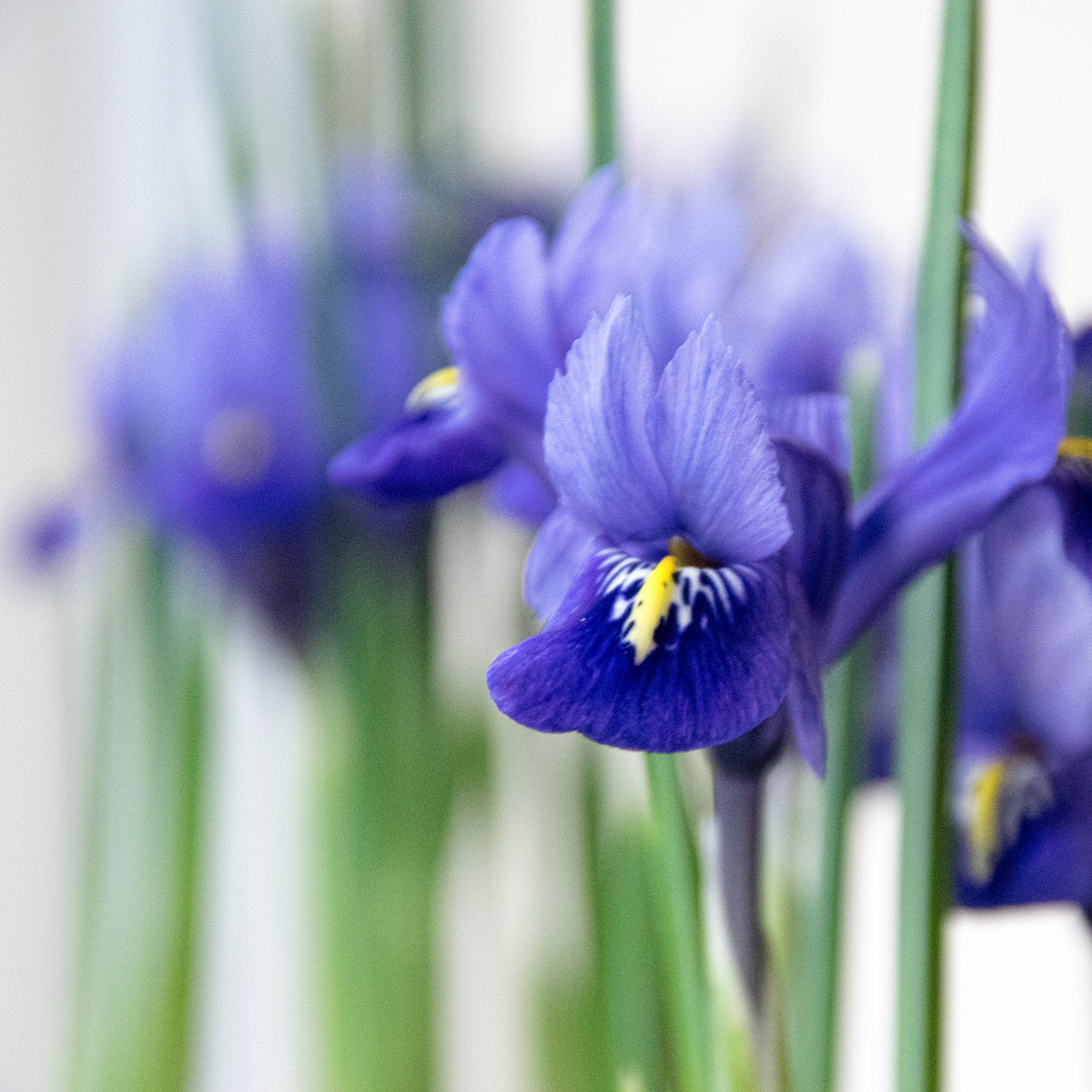 Pentax K-3 sample photo. Iris reticulata photography