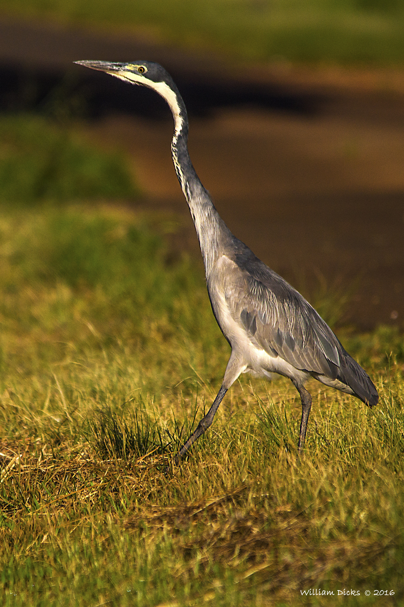 Sigma 150-500mm F5-6.3 DG OS HSM sample photo. Black-headed heron photography