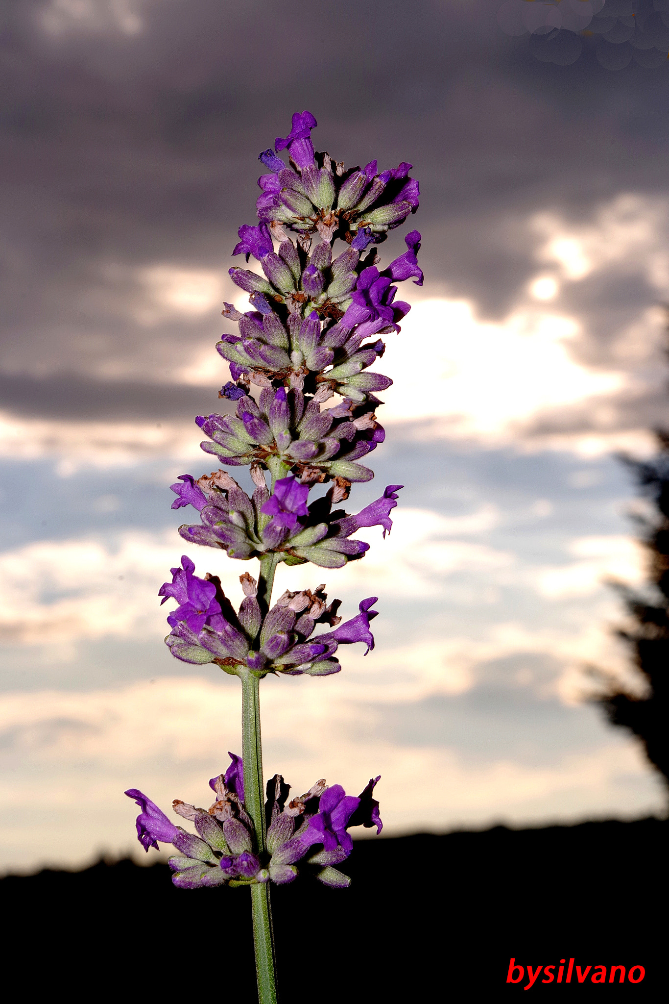 Pentax K-S1 sample photo. Lavanda photography
