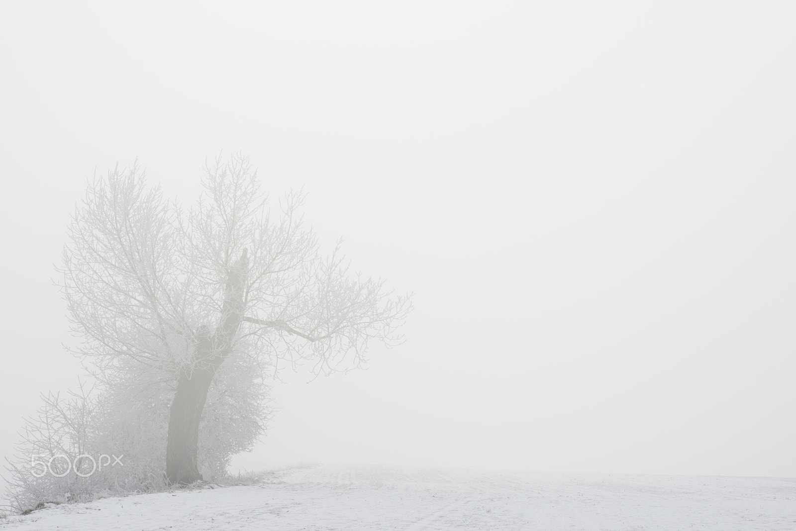 ZEISS Planar T* 85mm F1.4 sample photo. Freezing fog photography