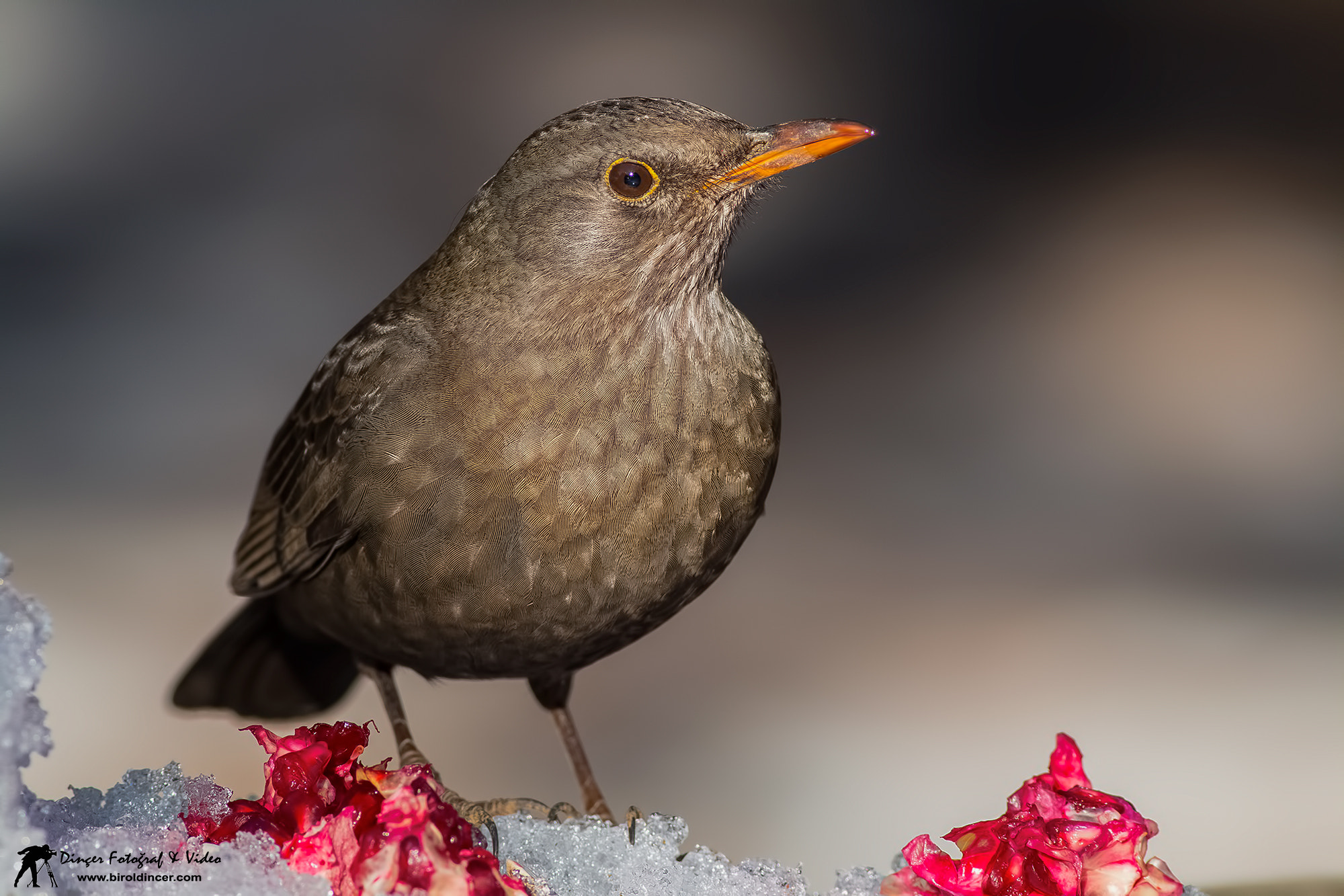 Canon EOS 70D + Canon EF 400mm F5.6L USM sample photo. Karatavuk (common blackbird) photography