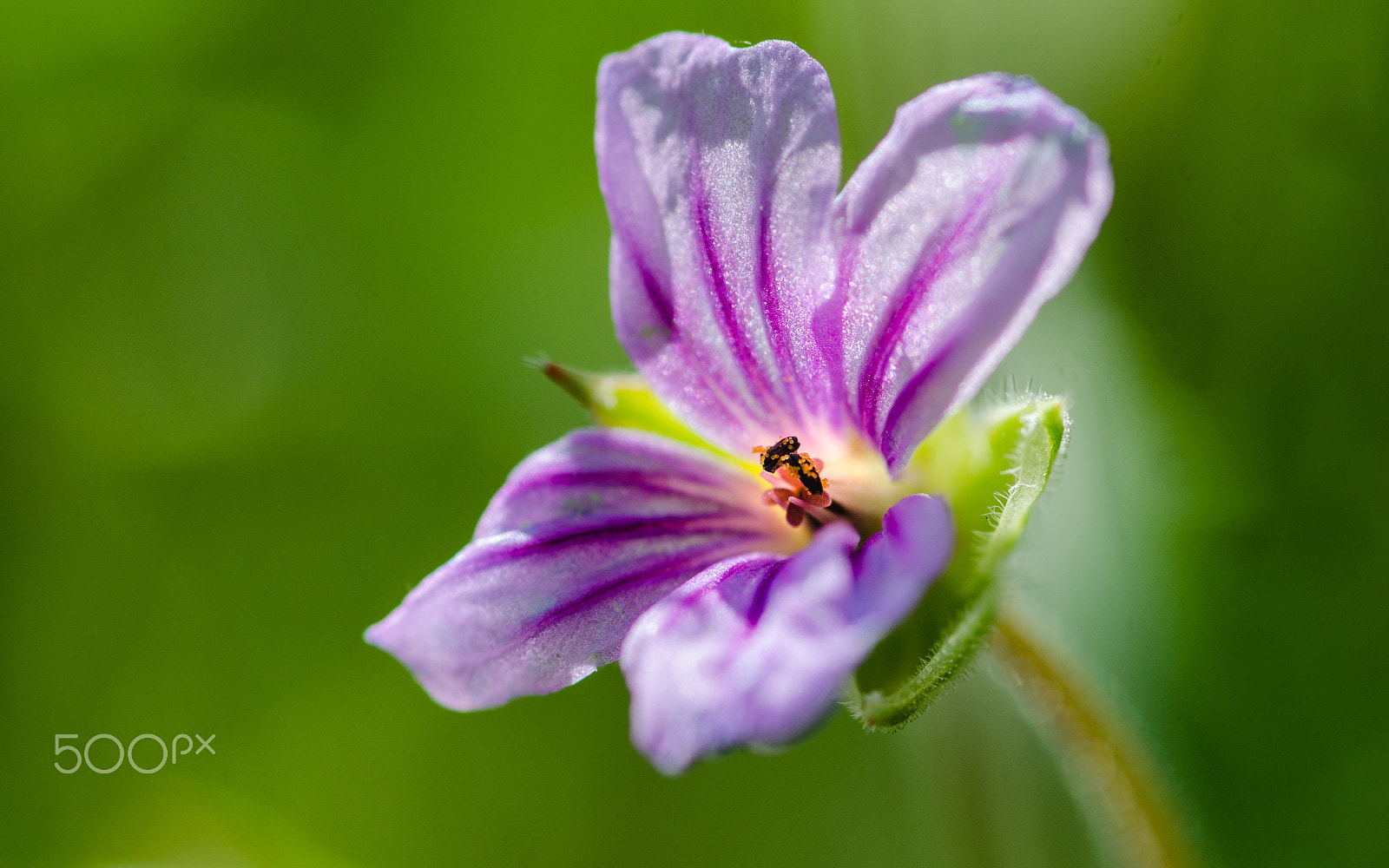 Tokina AT-X Pro 100mm F2.8 Macro sample photo. Pink stigma photography