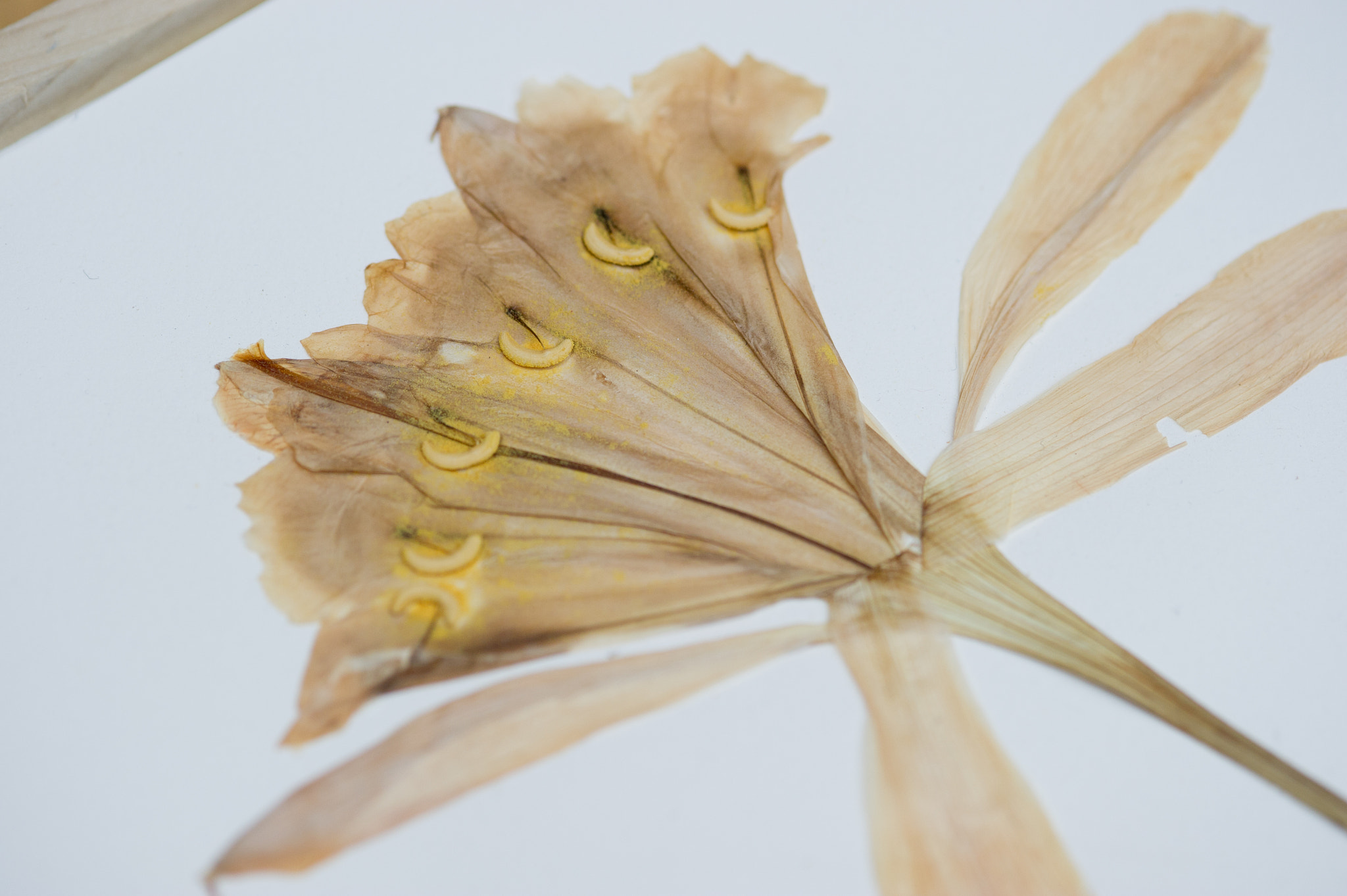 Nikon D3S sample photo. Pressed flower photography