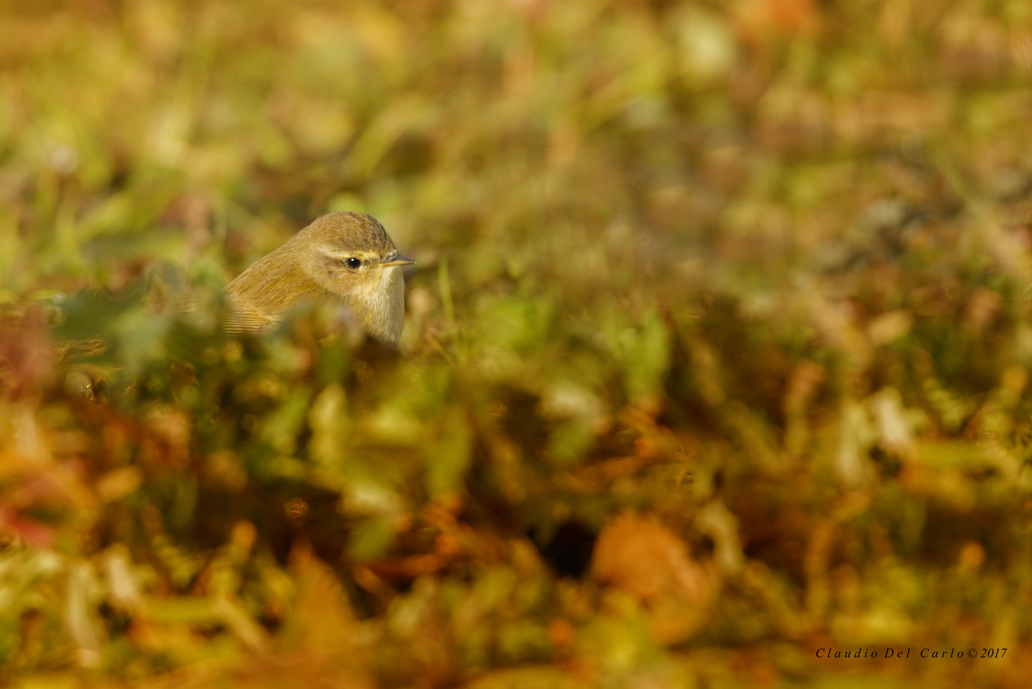 Sigma 150-600mm F5-6.3 DG OS HSM | S sample photo. 20170130_0575.jpg photography