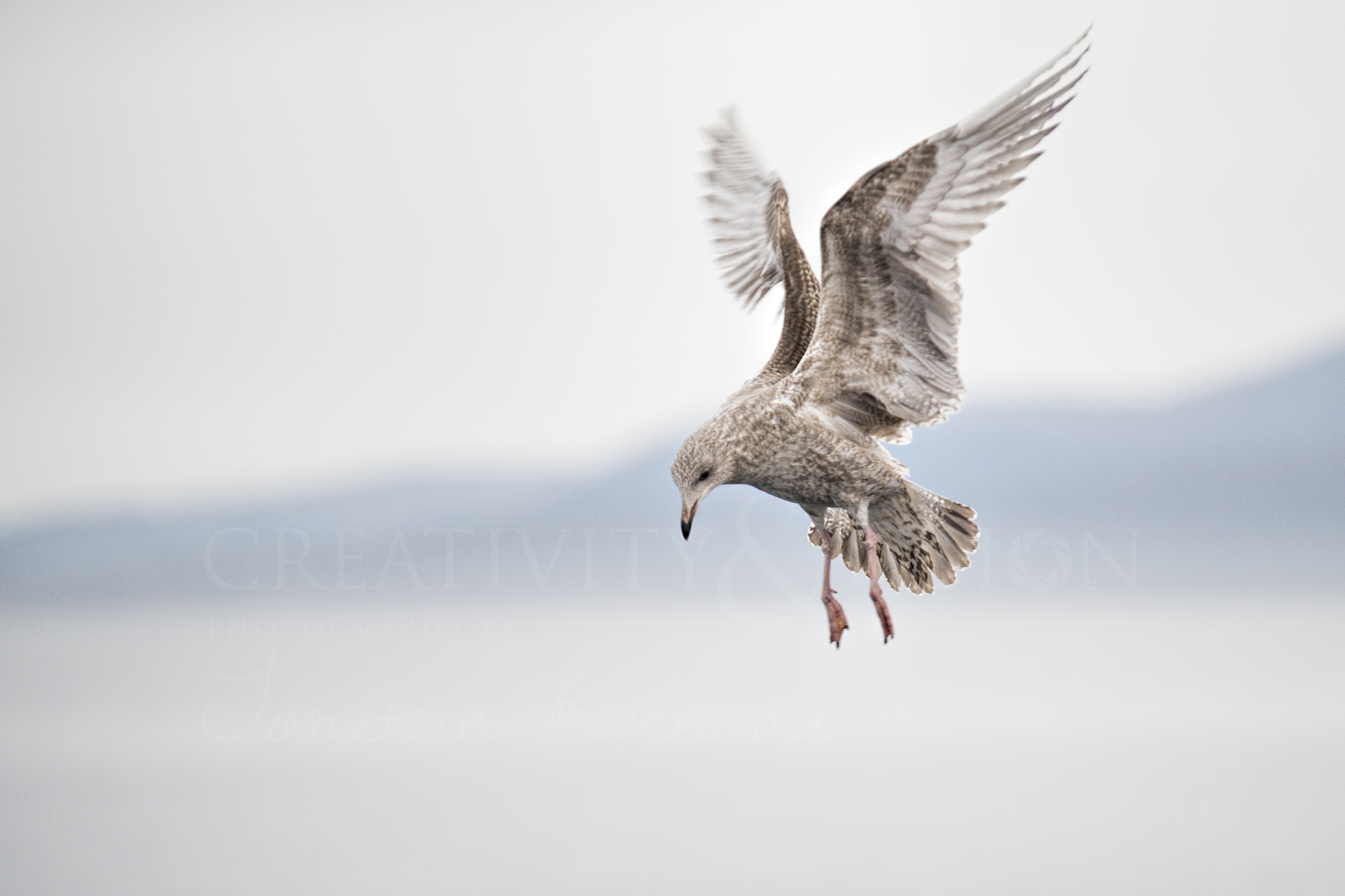 Sigma EX APO 100-300mm F4 IF sample photo. Seagull photography