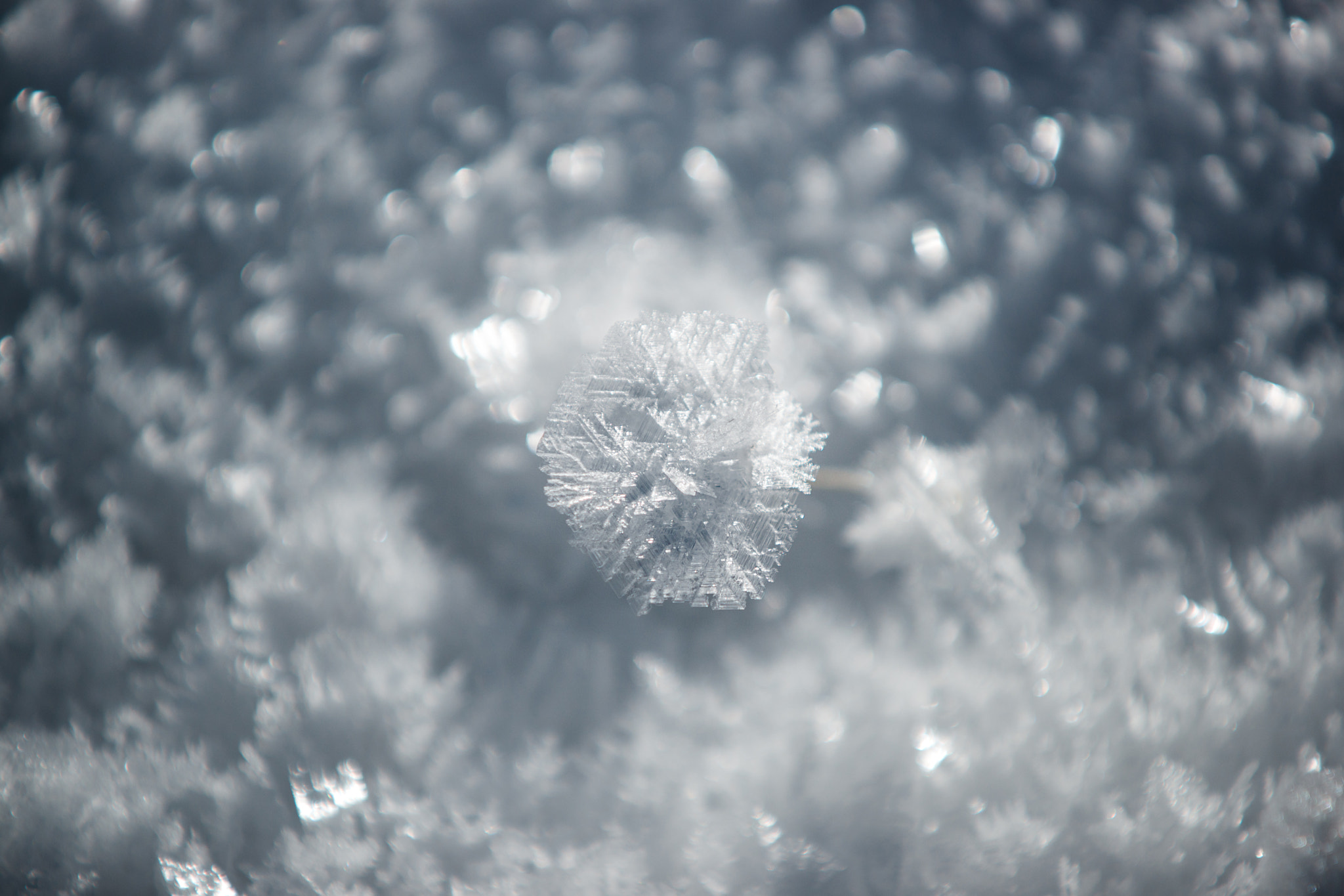 Sony Alpha DSLR-A900 sample photo. White frost (4) photography