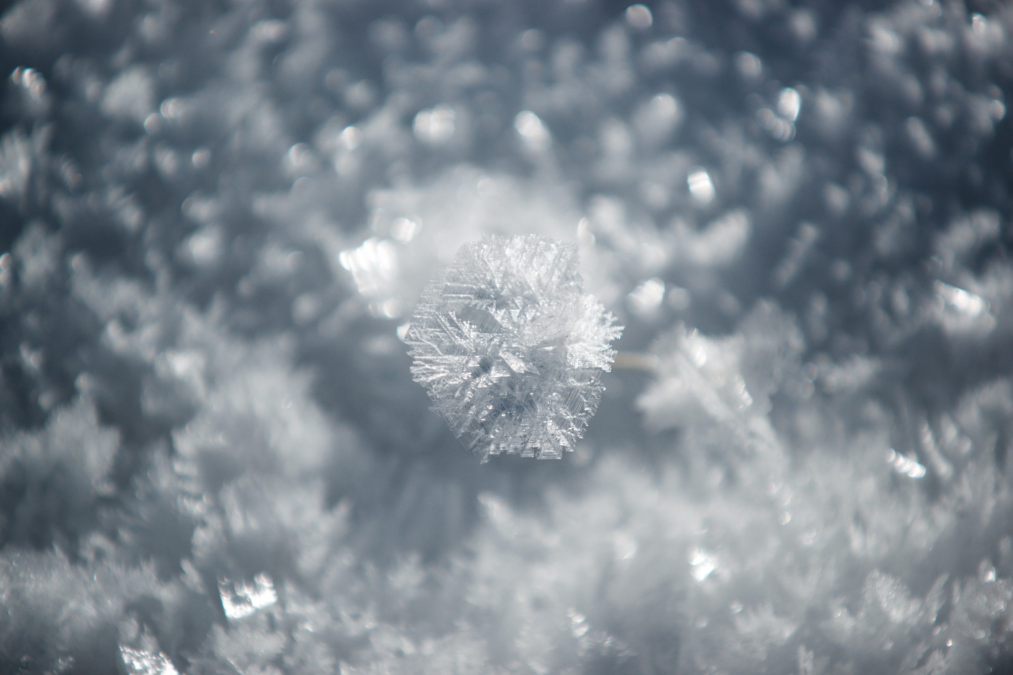 Minolta/Sony AF 70-200mm F2.8 G sample photo. White frost (4) photography
