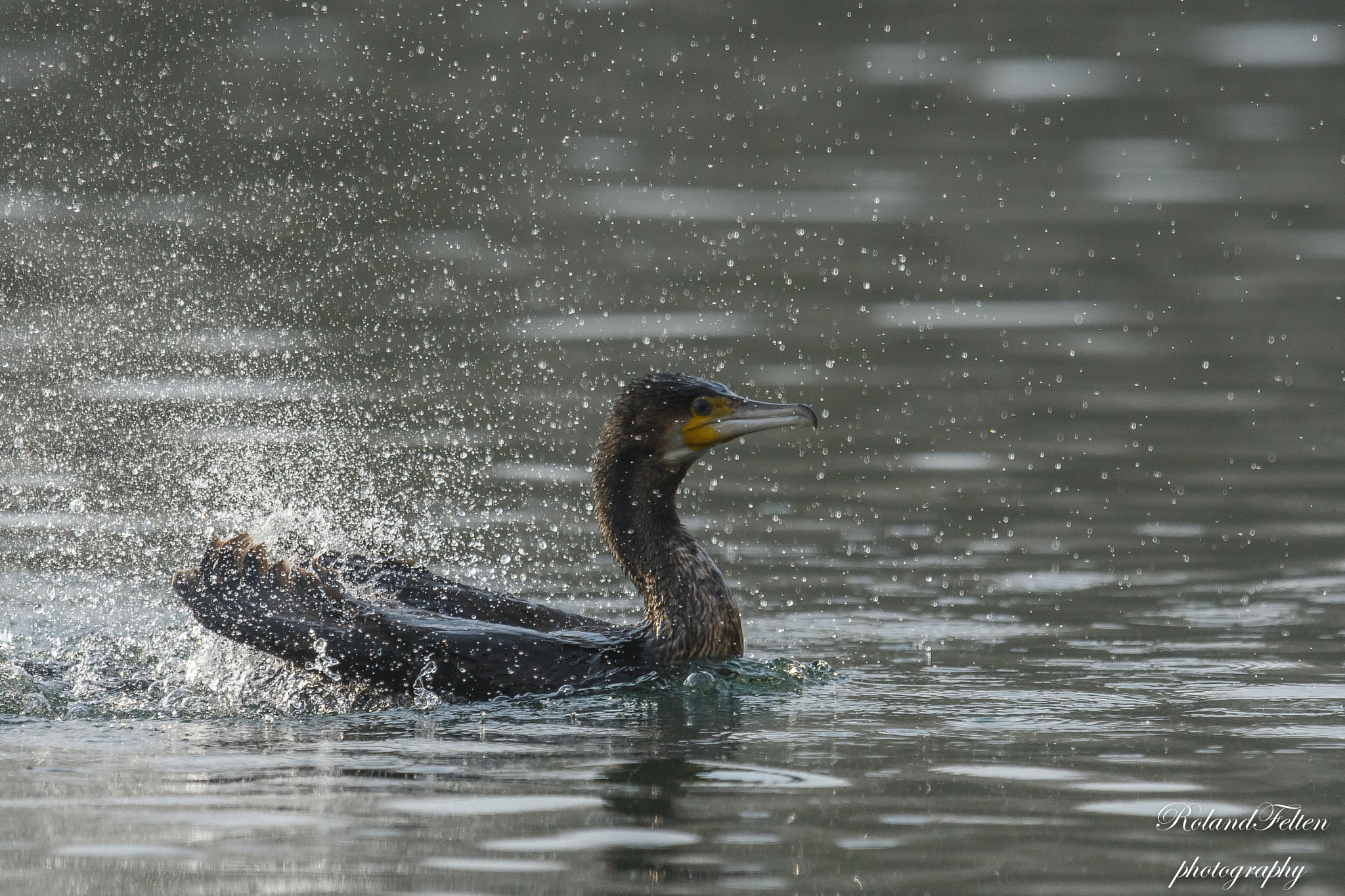 Nikon D500 sample photo. Bathing cormorant photography