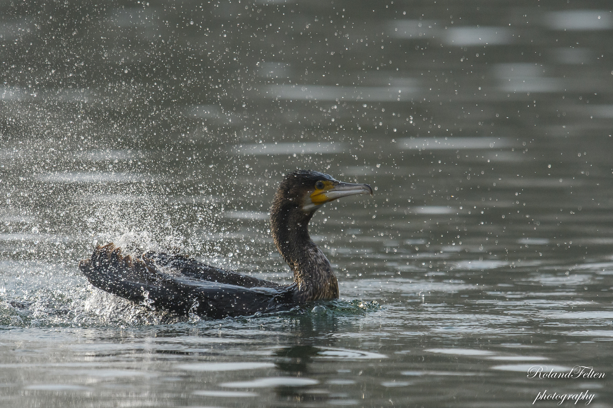 Nikon D500 + Nikon AF-S Nikkor 600mm F4G ED VR sample photo. Bathing cormorant photography