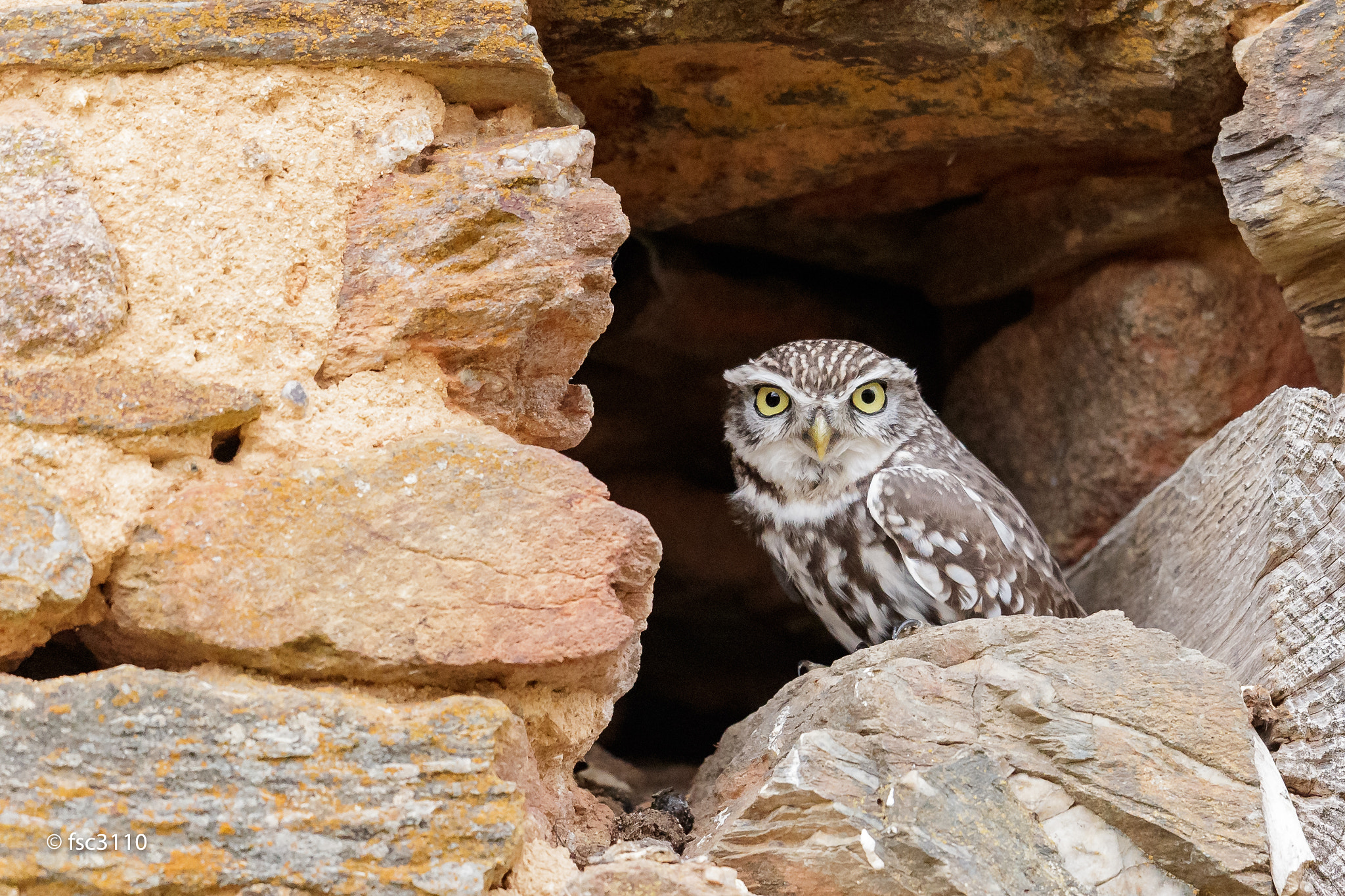 Canon EF 500mm F4L IS II USM sample photo. Little owl photography