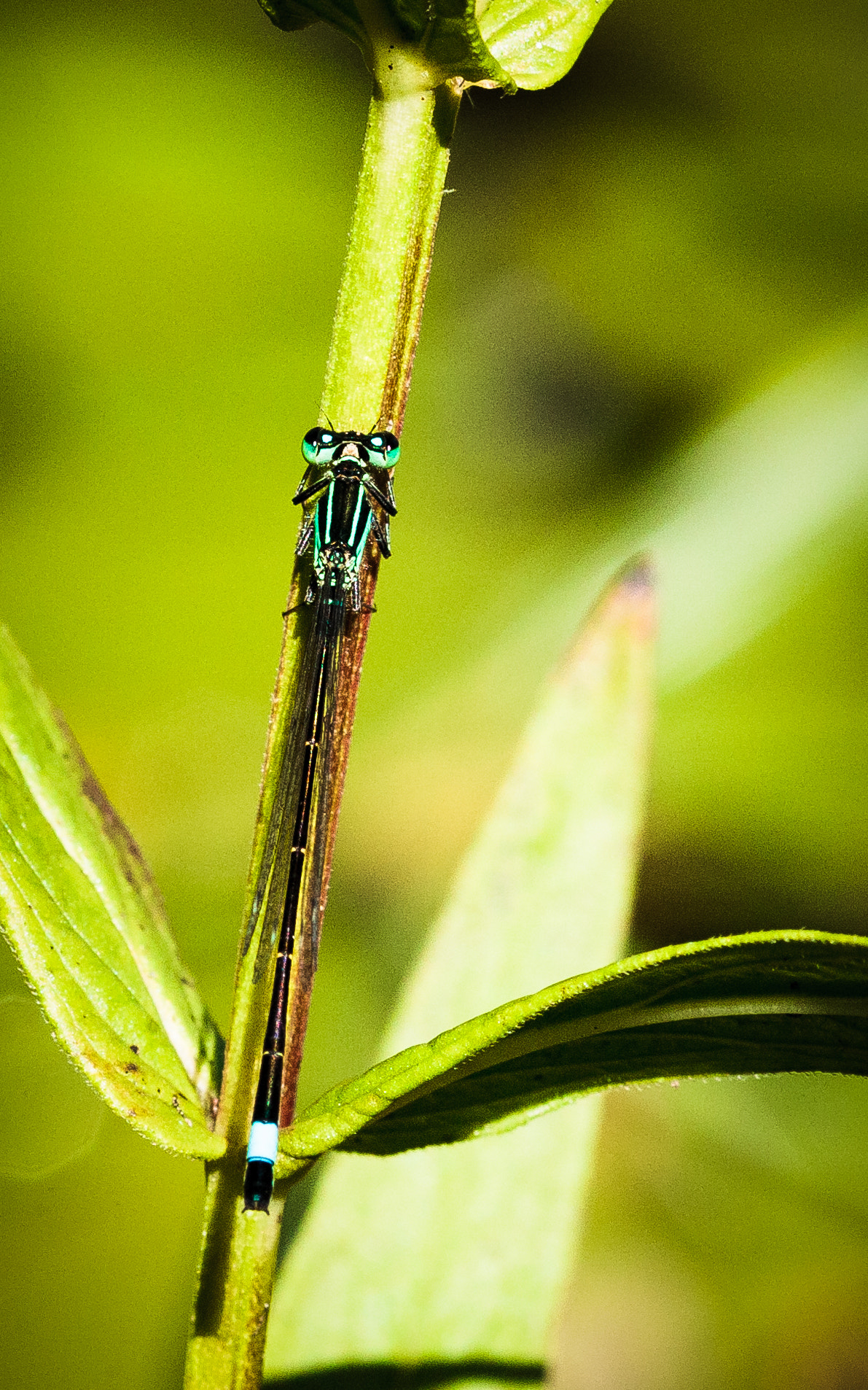 Canon EF 100mm F2.8 Macro USM sample photo. Ischnura elegans photography