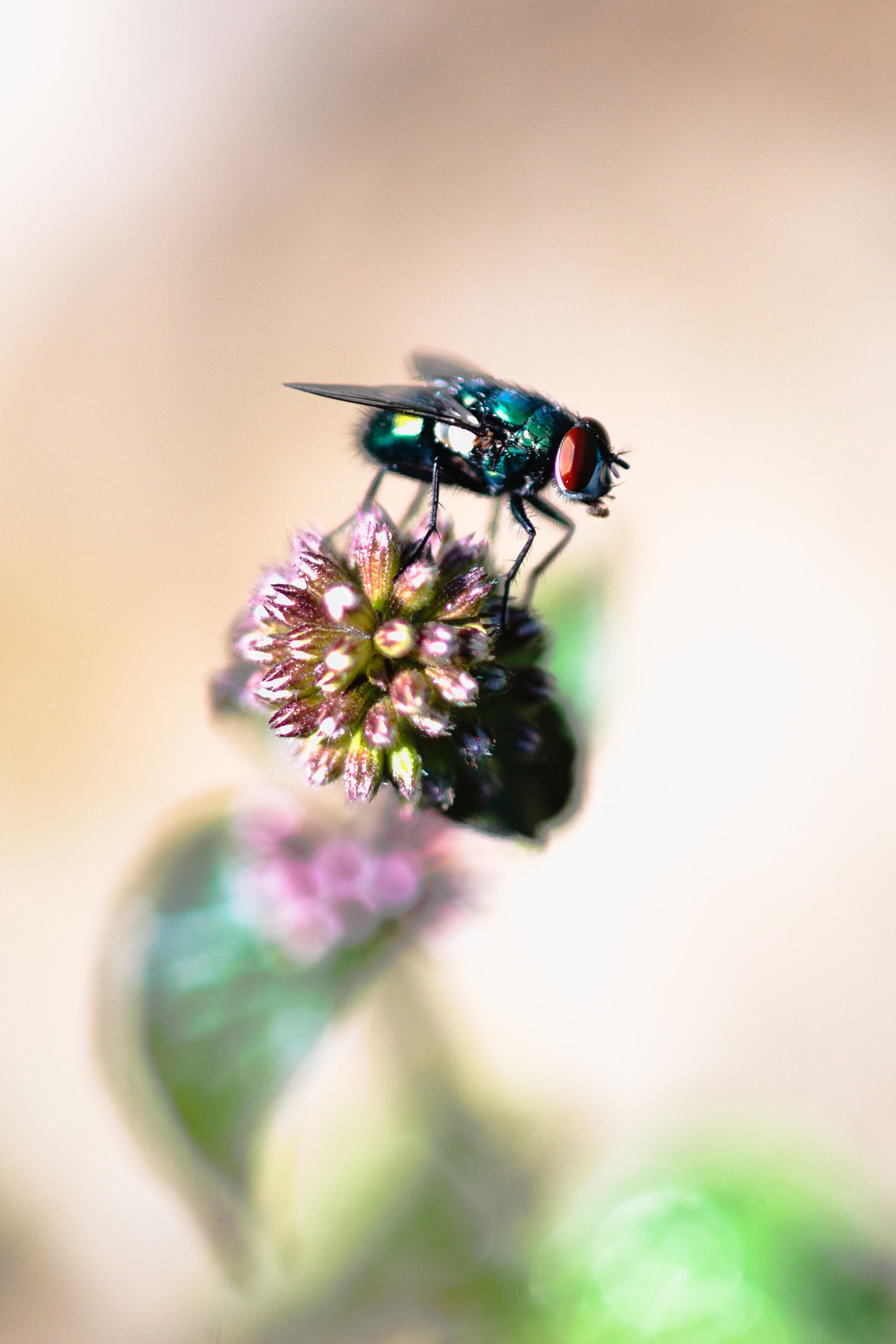 Canon EOS-1D Mark III + Canon EF 100mm F2.8 Macro USM sample photo. Time to rest photography