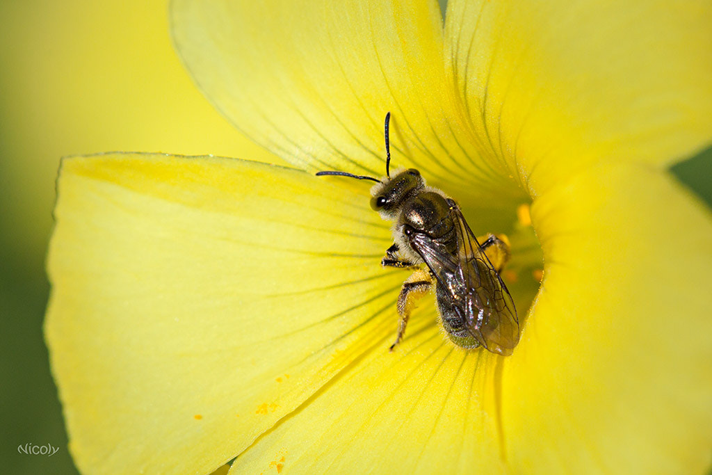 Canon EF 100mm F2.8 Macro USM sample photo. Bee photography