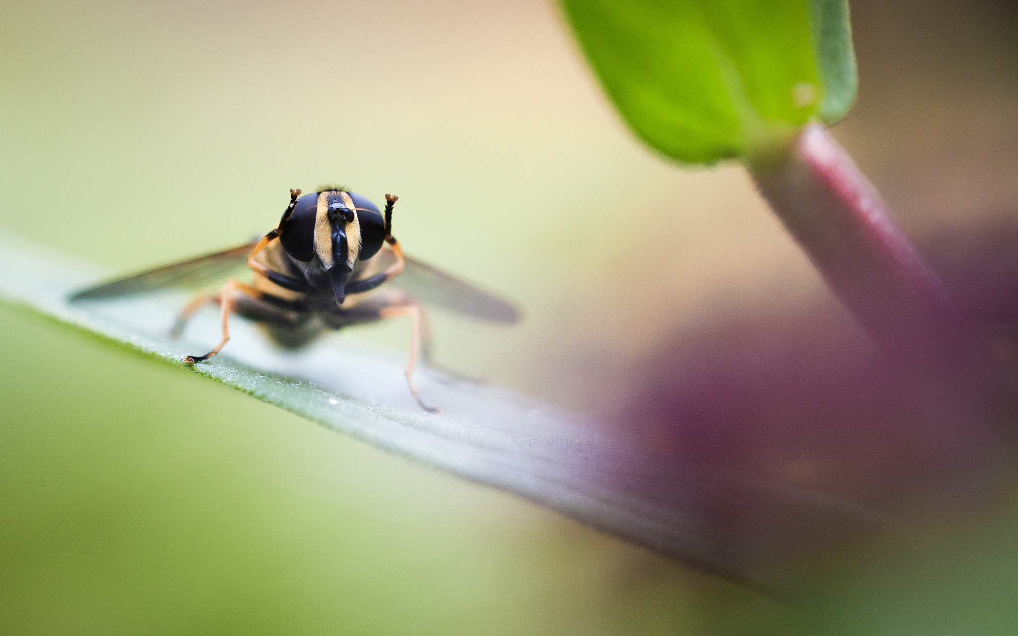 Canon EF 100mm F2.8 Macro USM sample photo. Oh no! photography