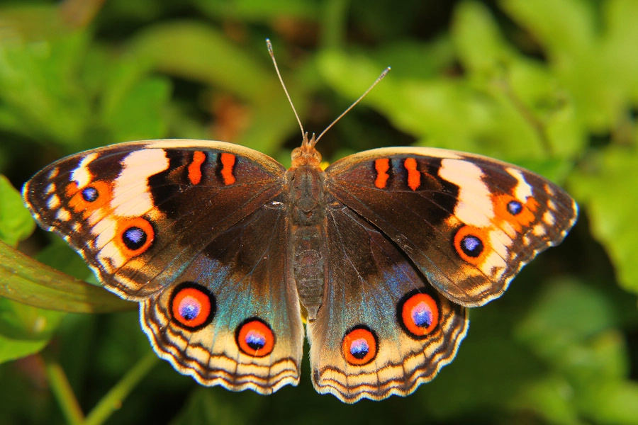 The Rainforest Butterfly by Rusyadi Aulianur Photo 19643125 / 500px