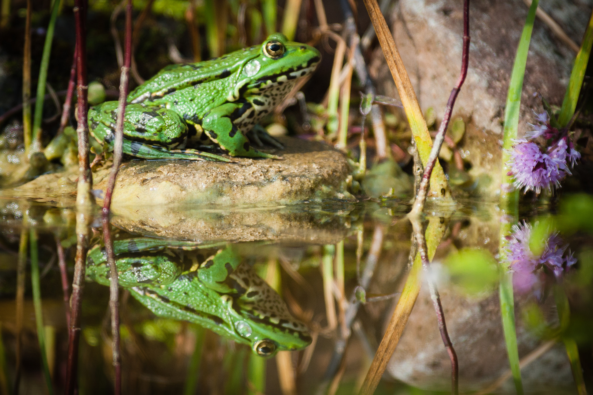 Canon EF 300mm f/2.8L sample photo. Mirror mirror on the pond... photography