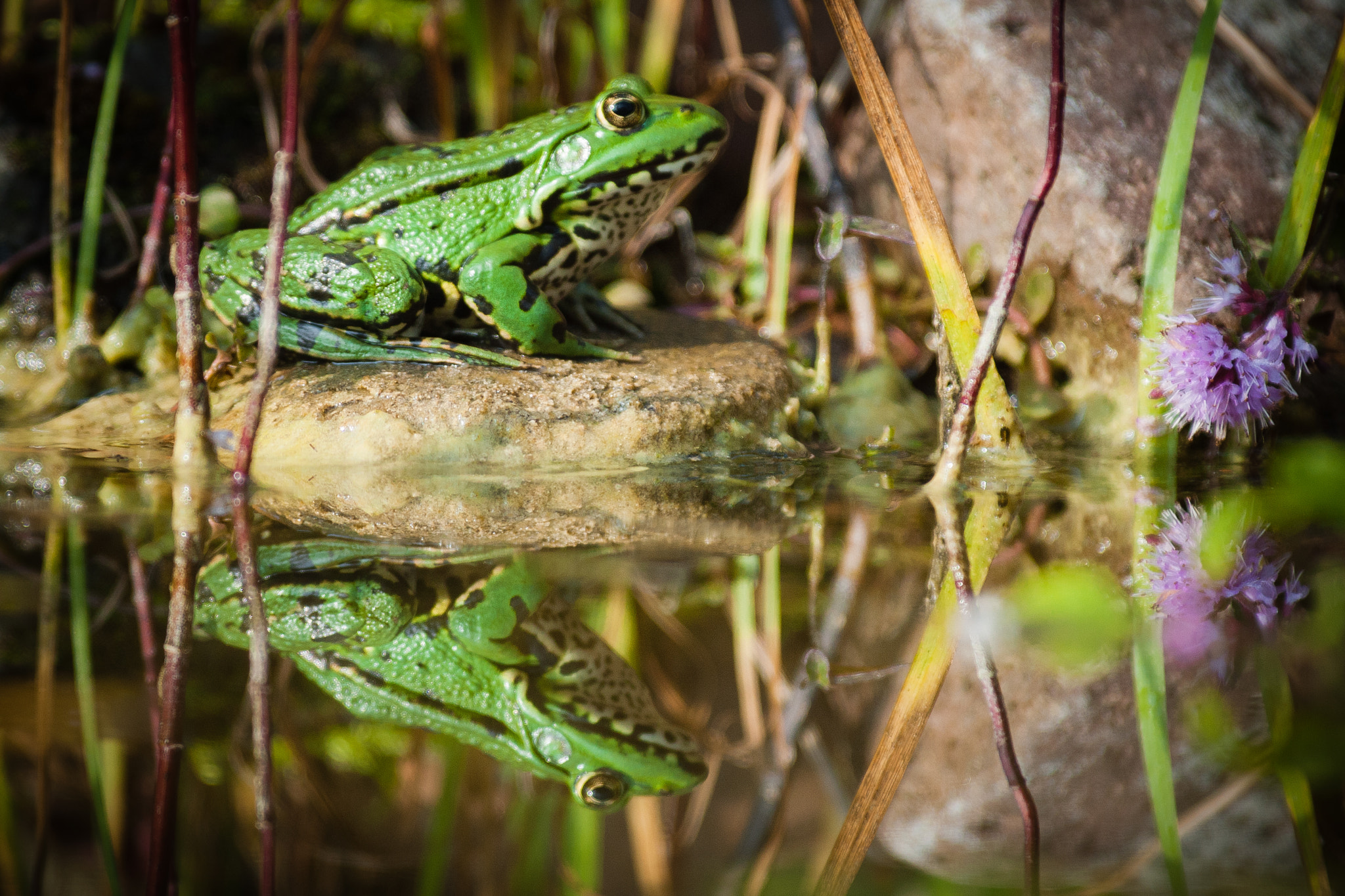 Canon EOS-1D Mark III + Canon EF 300mm f/2.8L sample photo. Mirror mirror on the pond... photography