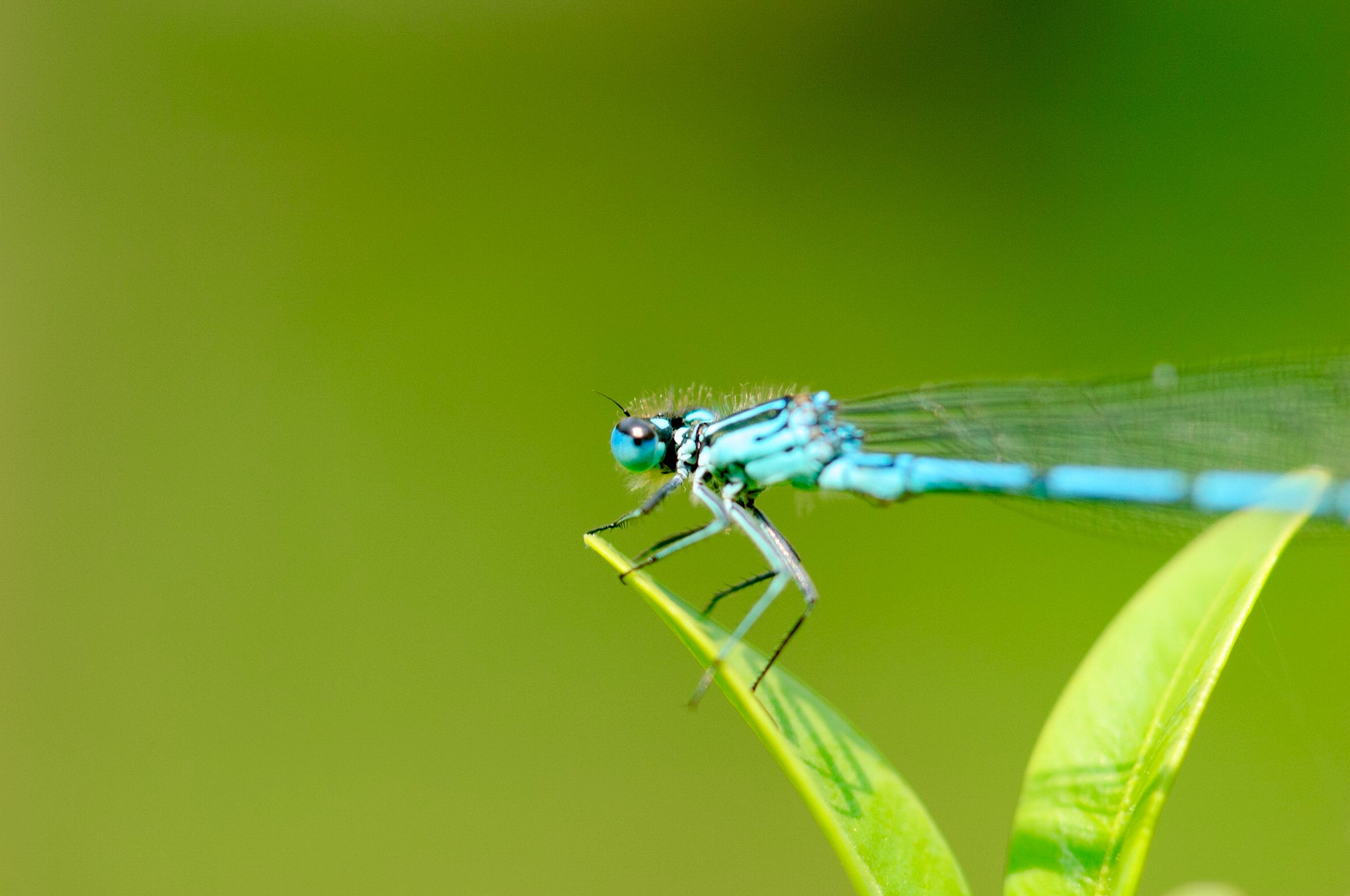 Nikon D2Xs + Nikon AF Micro-Nikkor 200mm F4D ED-IF sample photo. Dragonfly photography