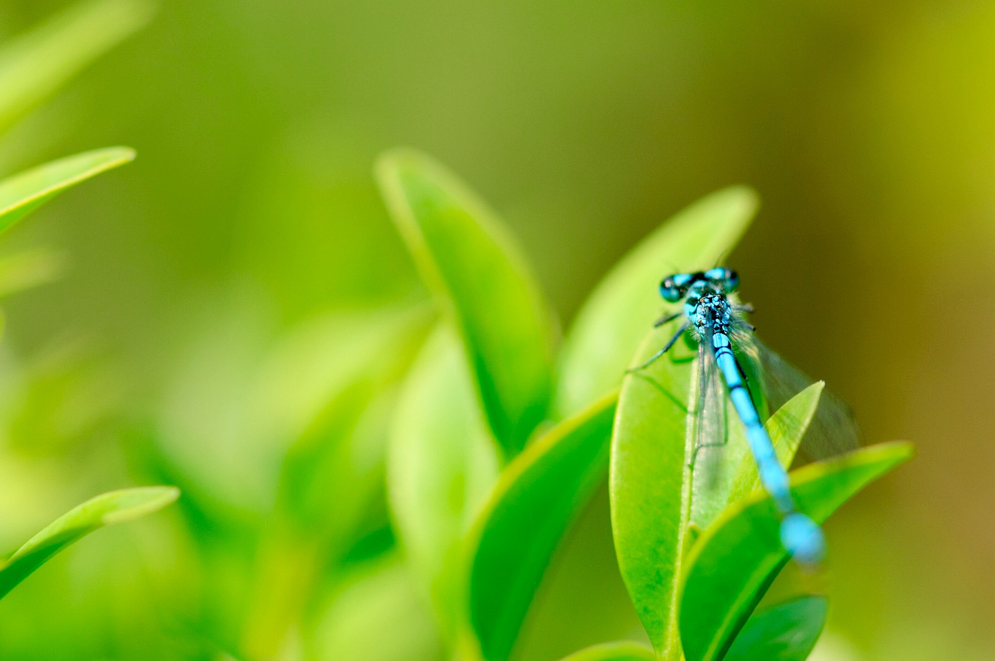 Nikon D2Xs + Nikon AF Micro-Nikkor 200mm F4D ED-IF sample photo. Dragonfly photography