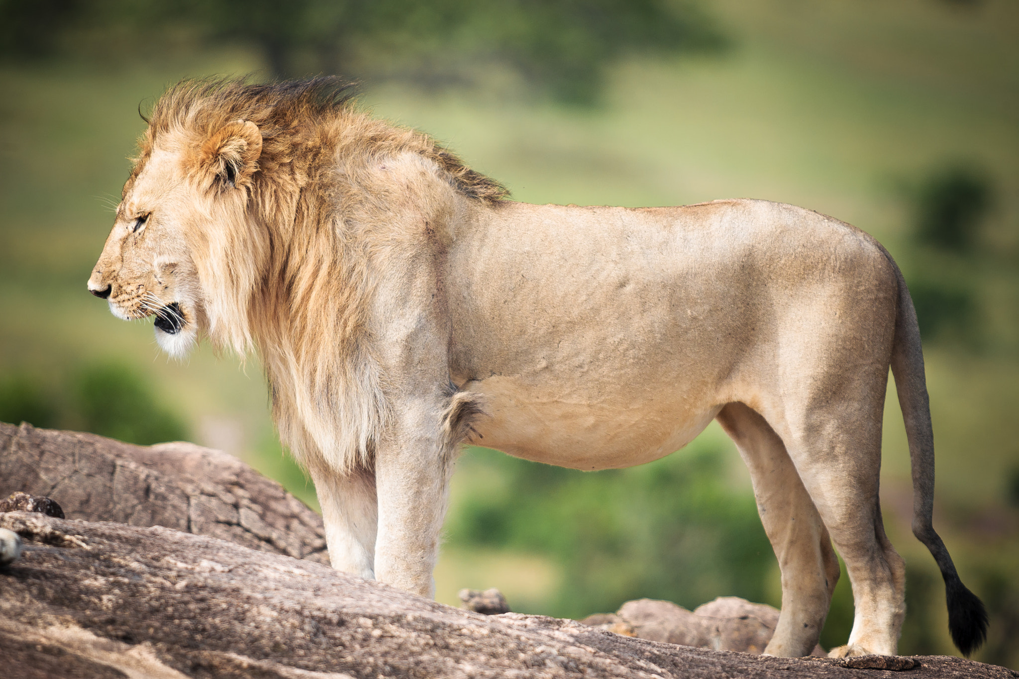 Canon EF 300mm f/2.8L sample photo. Lion king photography