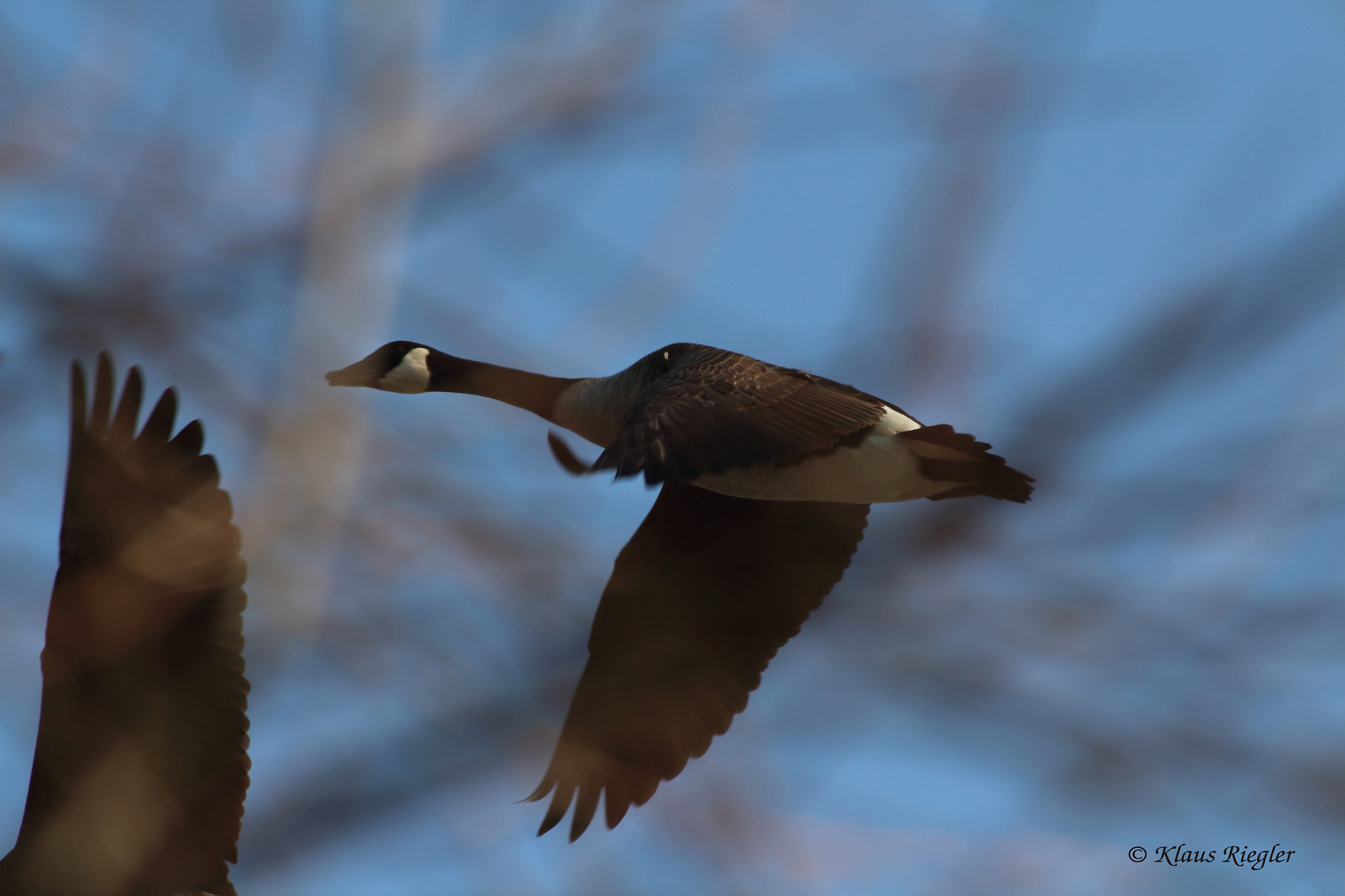 Canon EOS 650D (EOS Rebel T4i / EOS Kiss X6i) sample photo. Goose photography
