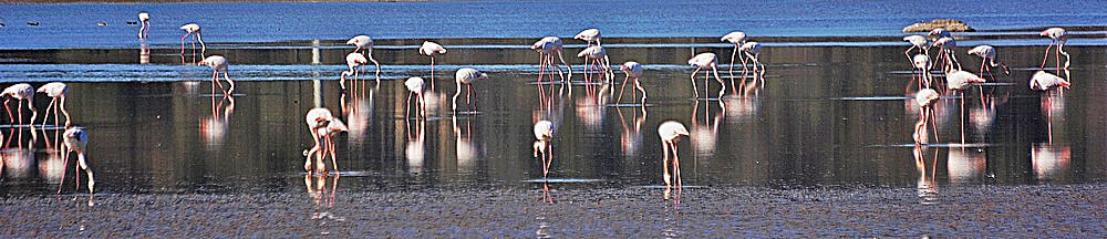 Sigma 70-300mm F4-5.6 APO Macro Super II sample photo. Les flamingos photography