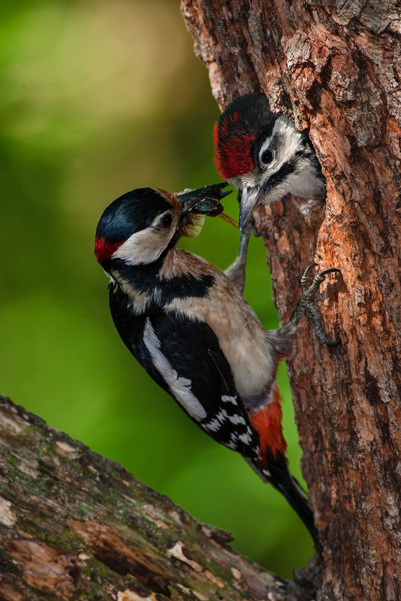 Canon EOS 30D + Canon EF 400mm F5.6L USM sample photo. Dendrocopos major photography