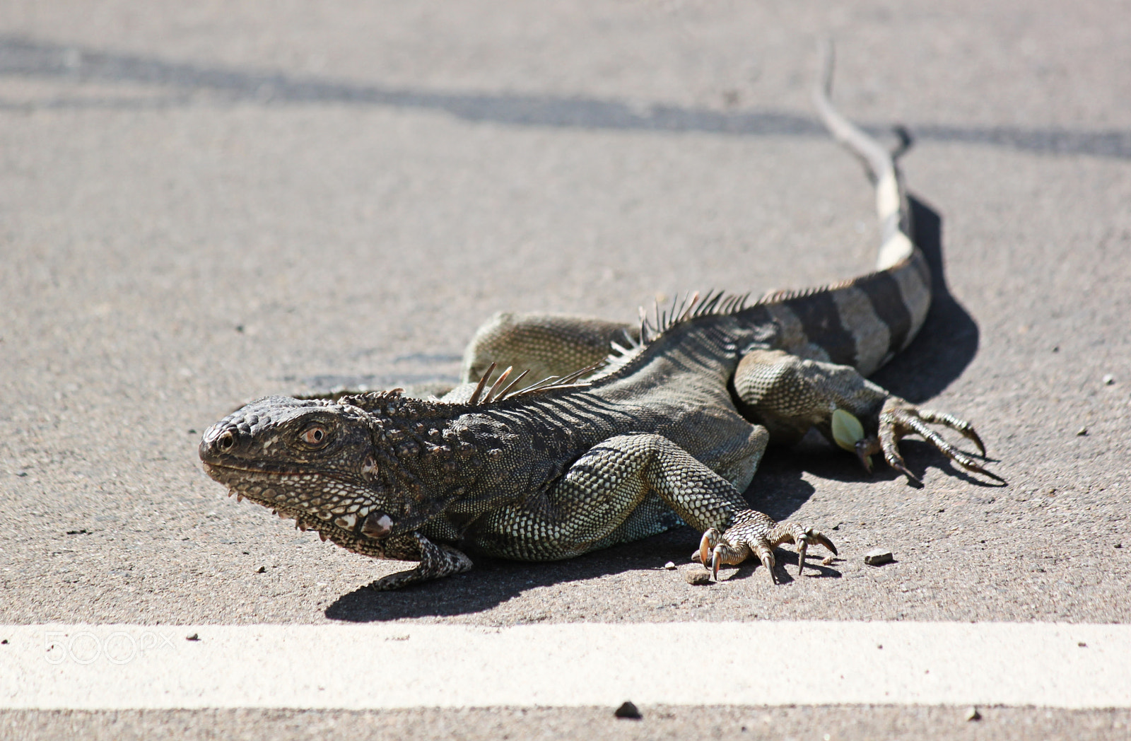 Canon EF-S 55-250mm F4-5.6 IS sample photo. Iguana photography