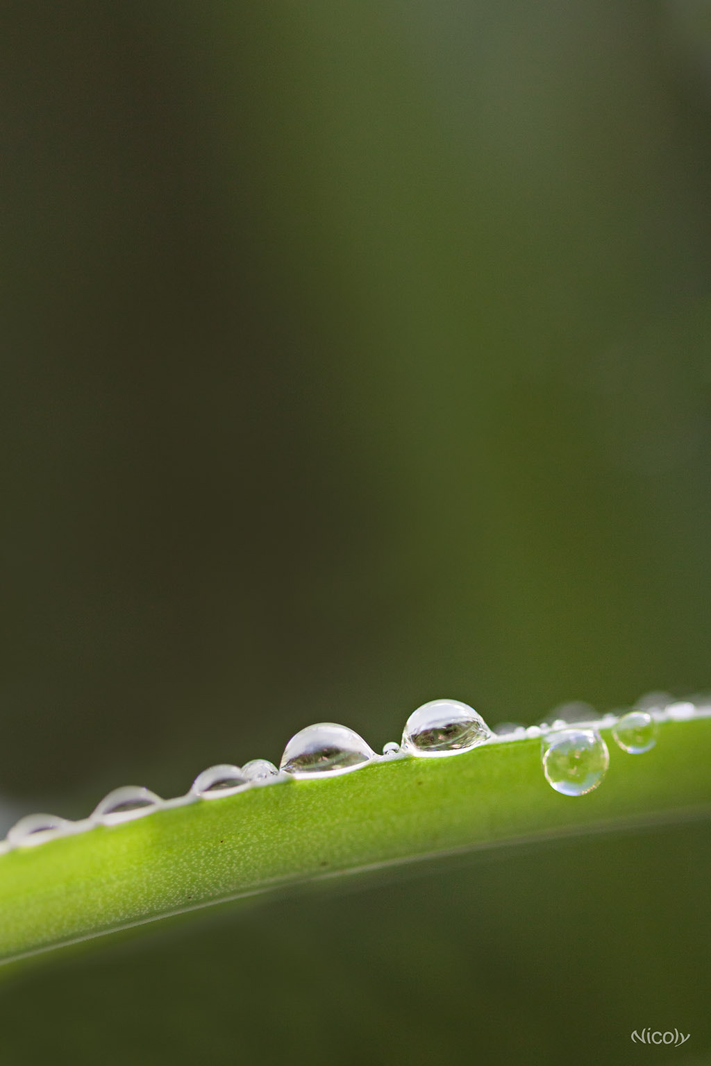 Canon EF 100mm F2.8 Macro USM sample photo. After rain photography