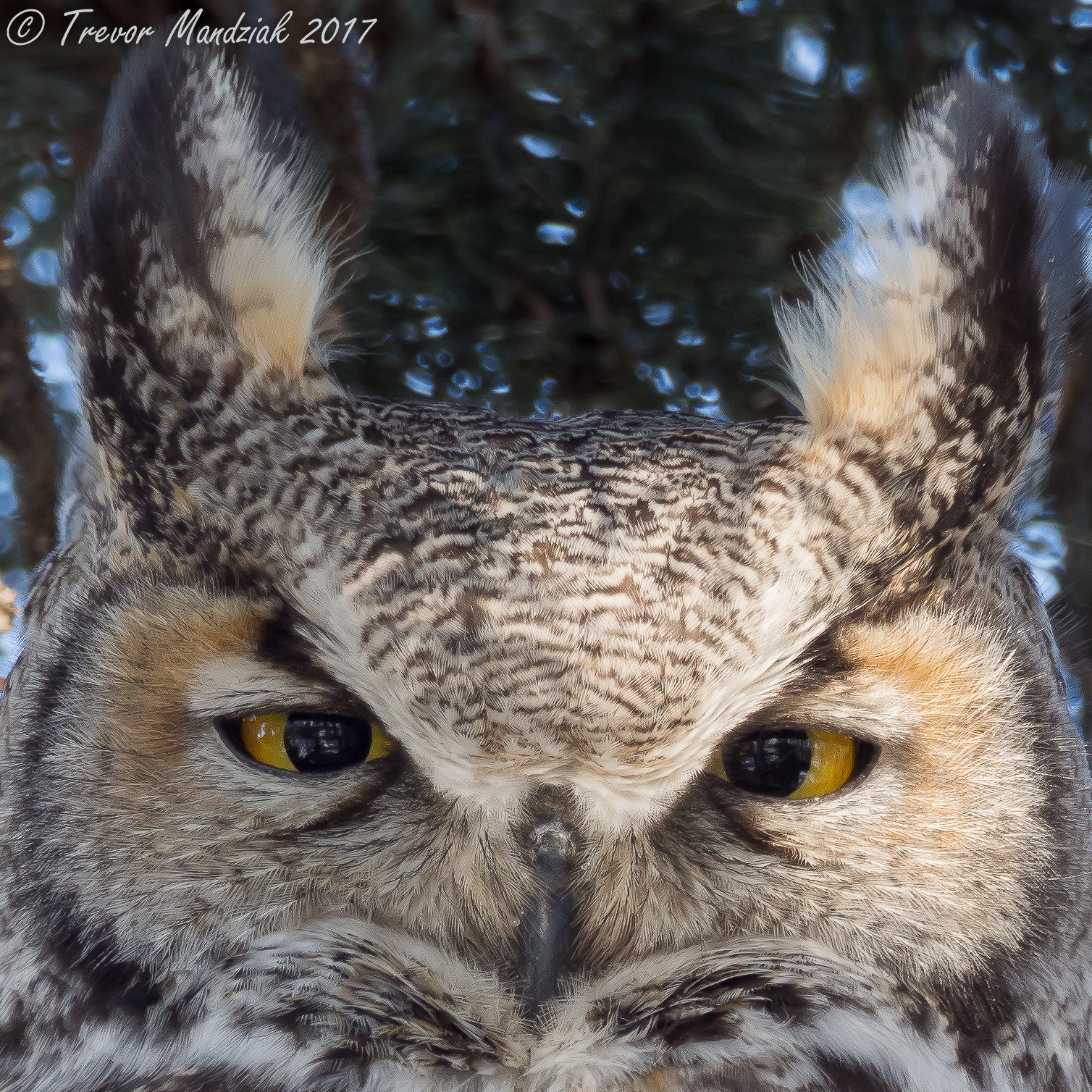 Olympus OM-D E-M10 II sample photo. This great horned owl landed in the tree right beside me. photography