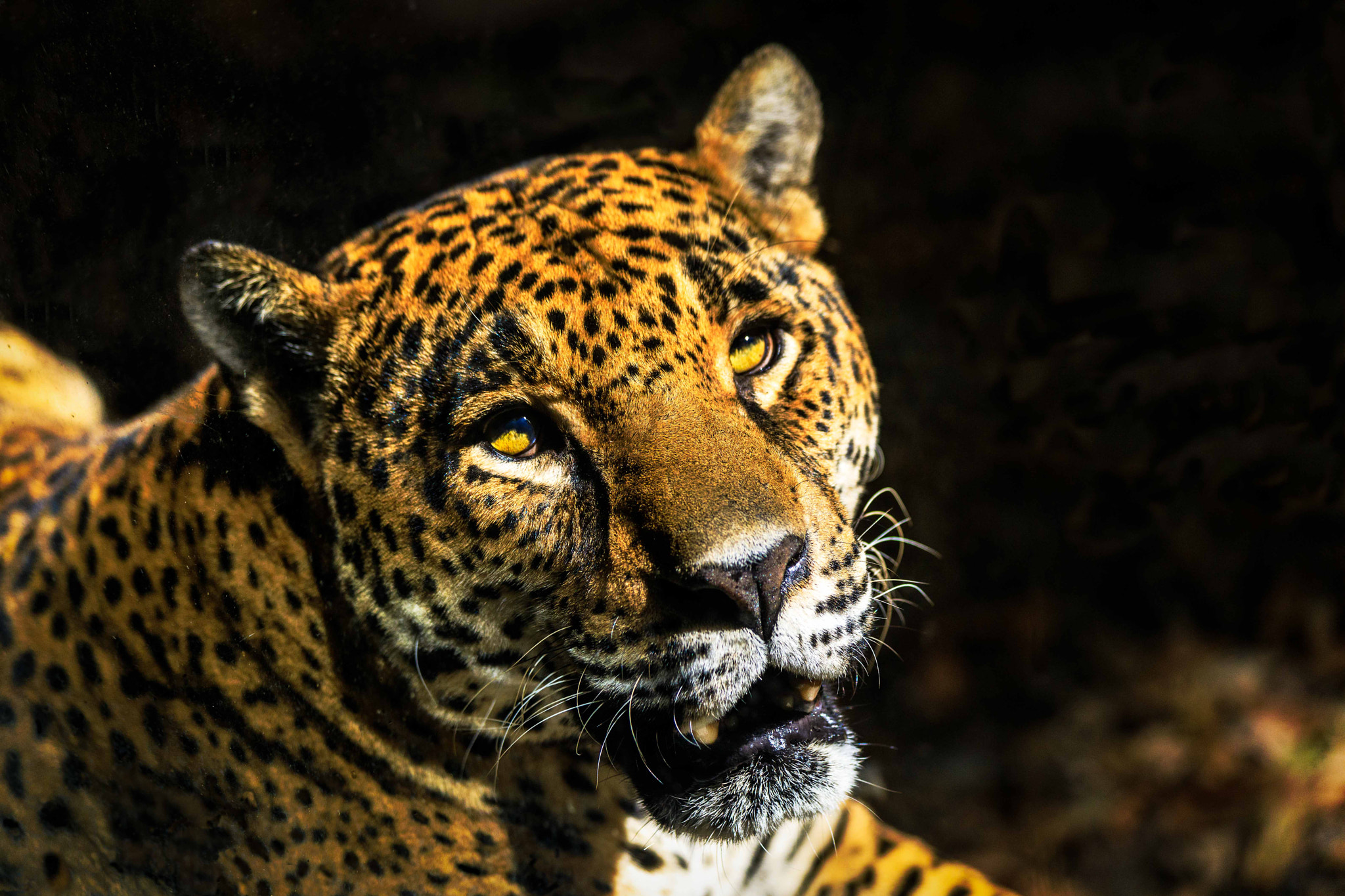 Canon EF 70-300mm F4-5.6 IS USM sample photo. Jaguar (panthera onca ) photography