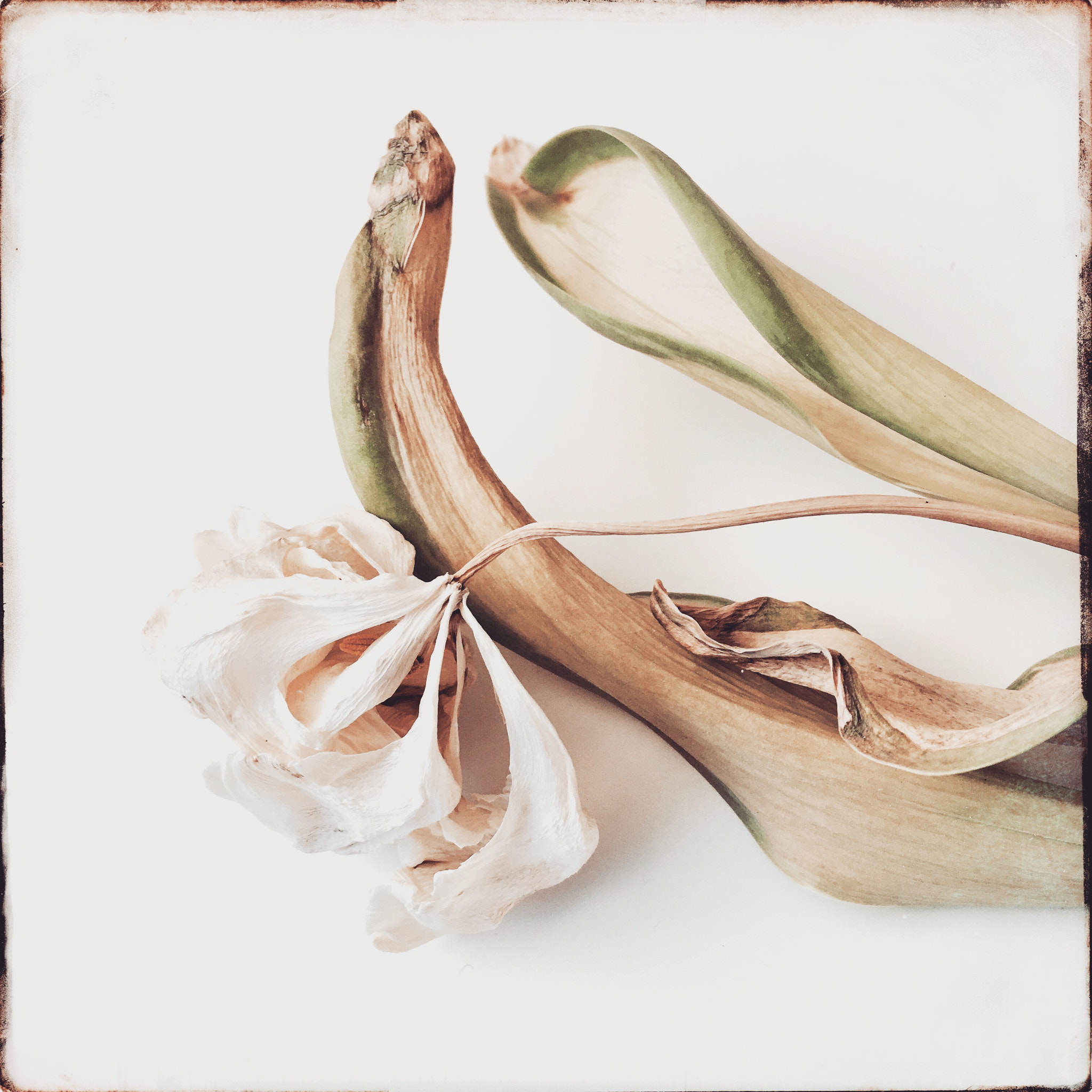 Hipstamatic 331 sample photo. Tulip 2 photography