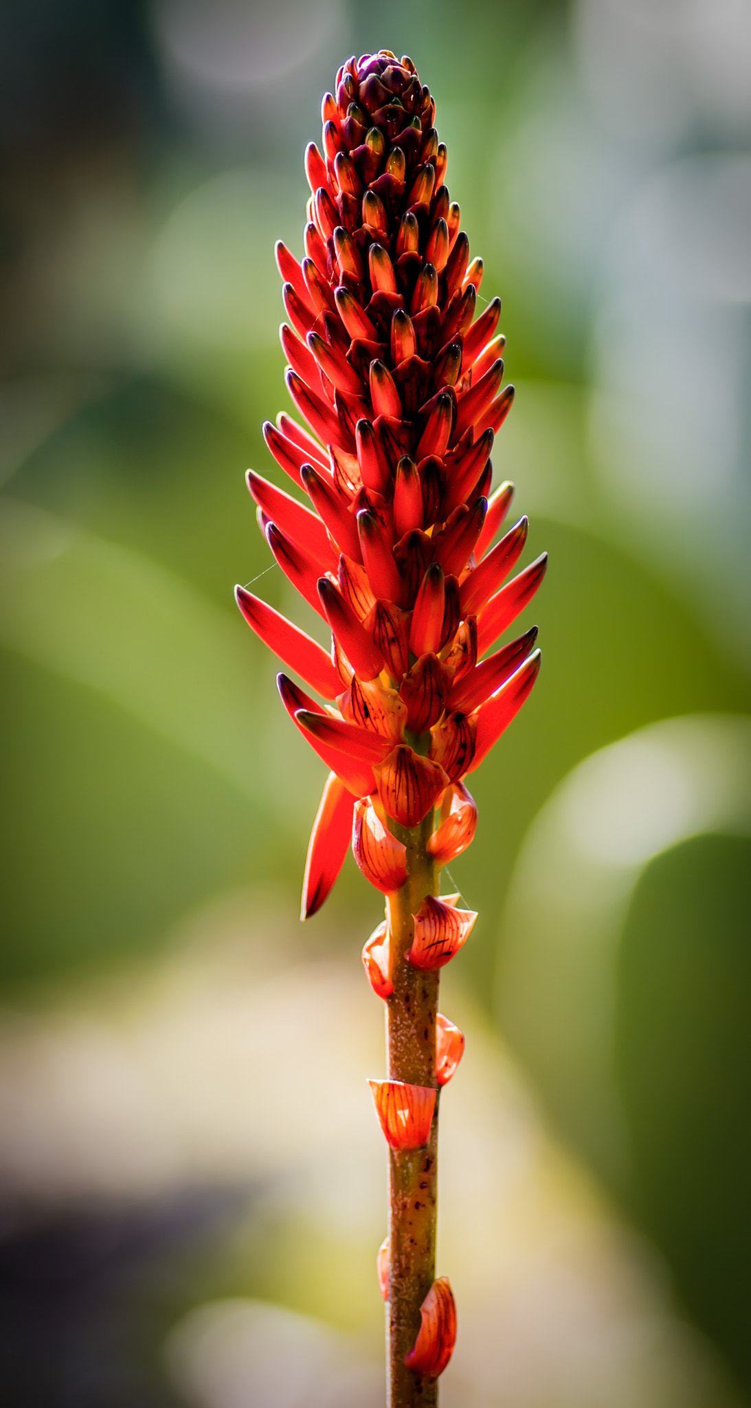 Nikon D800 + Tokina AT-X Pro 100mm F2.8 Macro sample photo. Winter colors photography