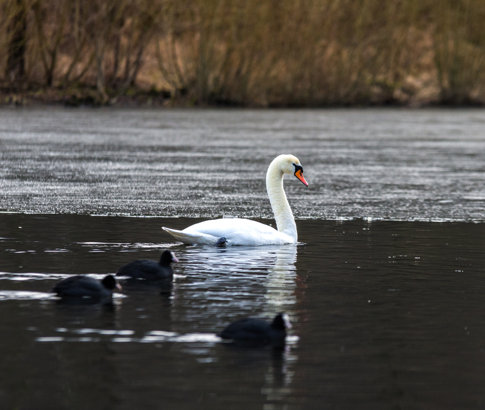 Nikon D7200 + Sigma 70-200mm F2.8 EX DG OS HSM sample photo. Dsc photography