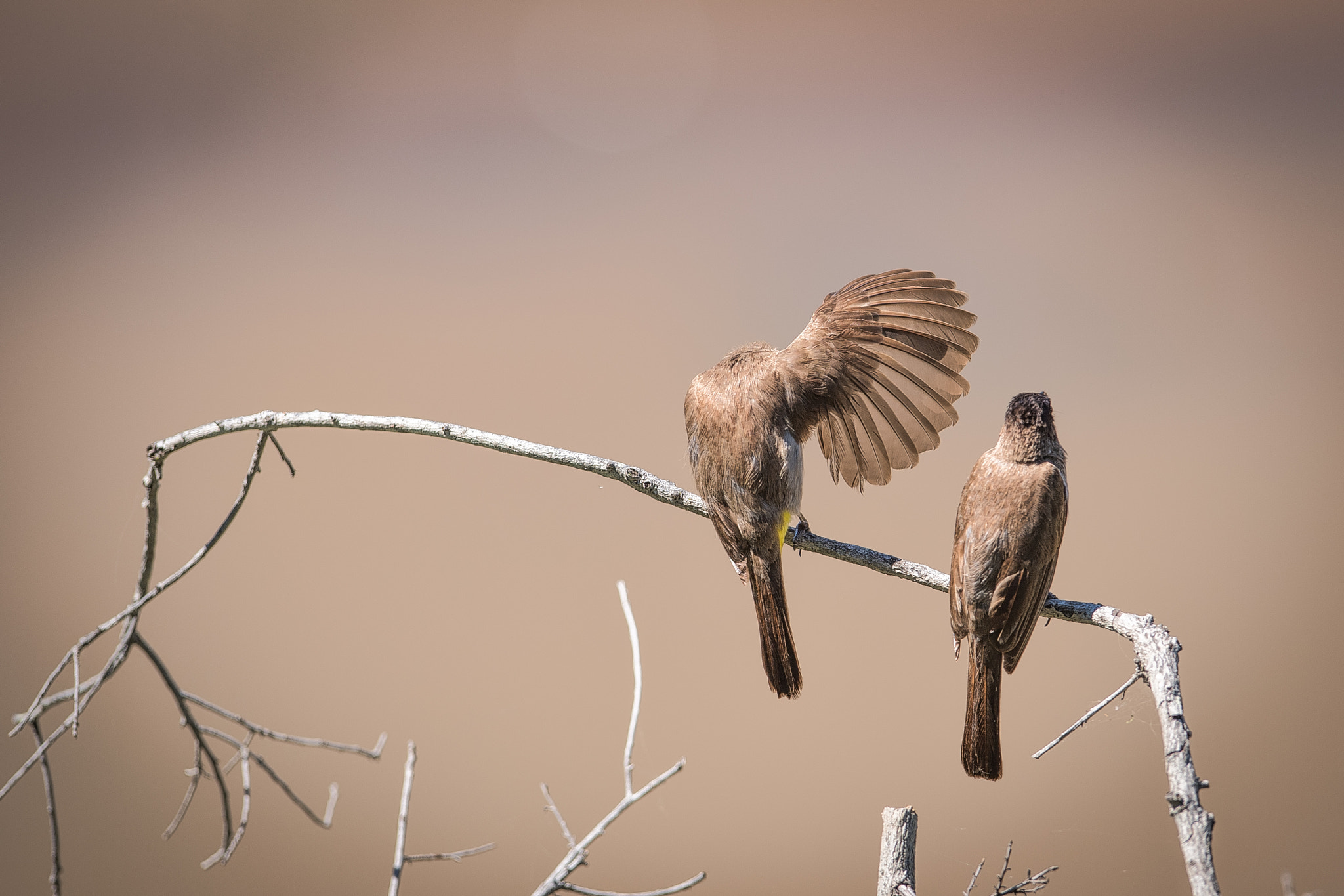 Nikon AF-S Nikkor 400mm F2.8G ED VR II sample photo. Gimme five? photography